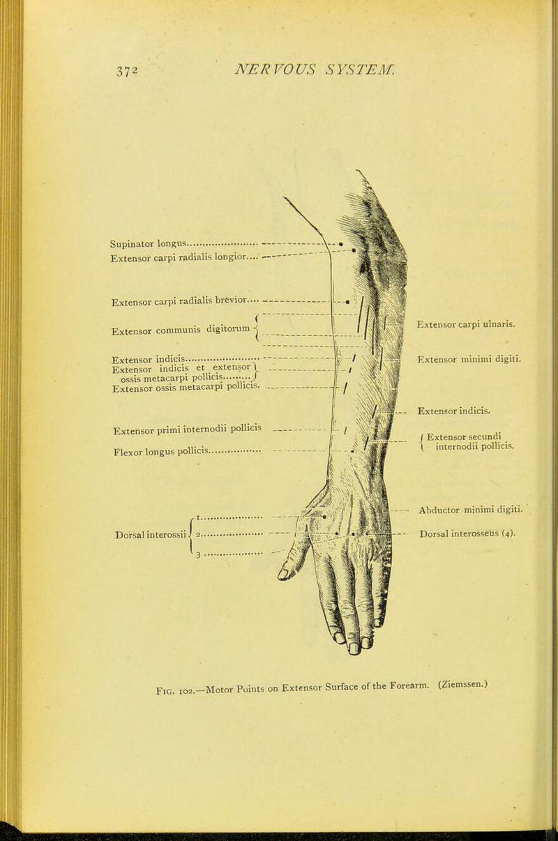 Supinator longus Extensor carpi radialis longior. Extensor carpi radialis brevior.... ( Extensor communis digitorum | Extensor indicis ■•• Extensor indicis et extensor \ ossis metacarpi pollicis......... J Extensor ossis metacarpi pollicis. Extensor primi internodii pollicis Flexor longus pollicis Dorsal interossii \ 2. ' 3 Extensor carpi ulnaris. Extensor minimi digiti. Extensor indicis. j Extensor secundi ^ internodii pollicis. Abductor minimi digiti. Dorsal interosseus (4). Fig. I02.-Motor Points on Extensor Surface of the Forearm. (Ziemssen.)
