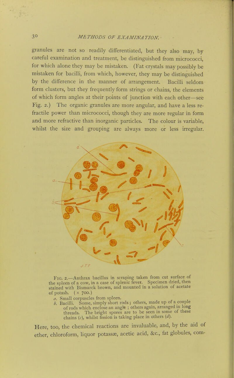 granules are not so readily differentiated, but they also may, by careful examination and treatment, be distinguished from micrococci, for which alone they may be mistaken. (Fat crystals may possibly be mistaken for bacilli, from which, however, they may be distinguished by the difference in the manner of arrangement. Bacilli seldom form clusters, but they frequently form strings or chains, the elements of which form angles at their points of junction with each other—seie Fig. 2.) The organic granules are more angular, and have a less re- fractile power than micrococci, though they are more regular in form and more refractive than inorganic particles. The colour is variable, whilst the size and grouping are always more or less irregular. Fig. 2.—Anthrax bacillus in scraping taken from cut surface of the spleen of a cow, in a case of splenic fever. Specimen dried, then stained with Bismarck brown, and mounted in a solution of acetate of potash. ( X 700.) a. Small corpuscles from spleen. b. Bacilli. Some, simply short rods ; others, made up of a couple of rods which enclose an angle ; others again, arranged in long threads. The bright spores are to be seen in some of these chains {c\ whilst fission is taking place in others {d). Here, too, the chemical reactions are invaluable, and, by the aid of ether, chloroform, liquor potassae, acetic acid, &c., fat globules, com-