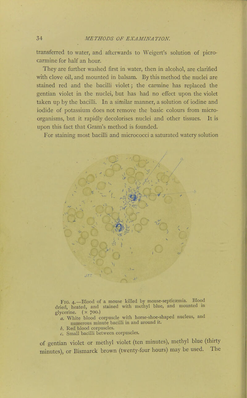 transferred to water, and afterwards to Weigert's solution of picro- carmine for half an hour. They are further washed first in water, then in alcohol, are clarified with clove oil, and mounted in balsam. By this method the nuclei are stained red and the bacilli violet; the carmine has replaced the gentian violet in the nuclei, but has had no effect upon the violet taken up by the bacilli. In a similar manner, a solution of iodine and iodide of potassium does not remove the basic colours from micro- organisms, but it rapidly decolorises nuclei and other tissues. It is Vi\)OXi this fact that Gram's method is founded. For staining most bacilli and micrococci a saturated watery solution V 1/ 1/ Fig. 4.—Blood of a mouse killed by mouse-septicsemia. Blood dried, heated, and stained with methyl blue, and mounted in glycerine. (x 700.) a. White blood corpuscle with horse-shoe-shaped nucleus, and numerous minute bacilli in and around it. b. Red blood corpuscles. c. Small bacilli between corpuscles. of gentian violet or methyl violet (ten minutes), methyl blue (thirty minutes), or Bismarck brown (twenty-four hours) may be used. The