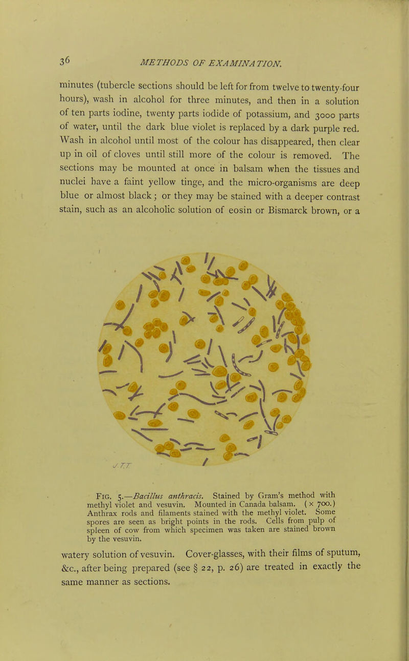minutes (tubercle sections should be left for from twelve to twenty-four hours), wash in alcohol for three minutes, and then in a solution of ten parts iodine, twenty parts iodide of potassium, and 3000 parts of water, until the dark blue violet is replaced by a dark purple red. Wash in alcohol until most of the colour has disappeared, then clear up in oil of cloves until still more of the colour is removed. The sections may be mounted at once in balsam when the tissues and nuclei have a faint yellow tinge, and the micro-organisms are deep blue or almost black; or they may be stained with a deeper contrast stain, such as an alcoholic solution of eosin or Bismarck brown, or a Fig. 5.—Bacillus antkracis. Stained by Gram's method with methyl violet and vesuvin. Mounted in Canada balsam, (x 700.) Anthrax rods and filaments stained with the methyl violet. Some spores are seen as bright points in the rods. Cells from pulp of spleen of cow from which specimen was taken are stained brown by the vesuvin. watery solution of vesuvin. Cover-glasses, with their films of sputum, &c., after being prepared (see § 22, p. 26) are treated in exactly the same manner as sections.