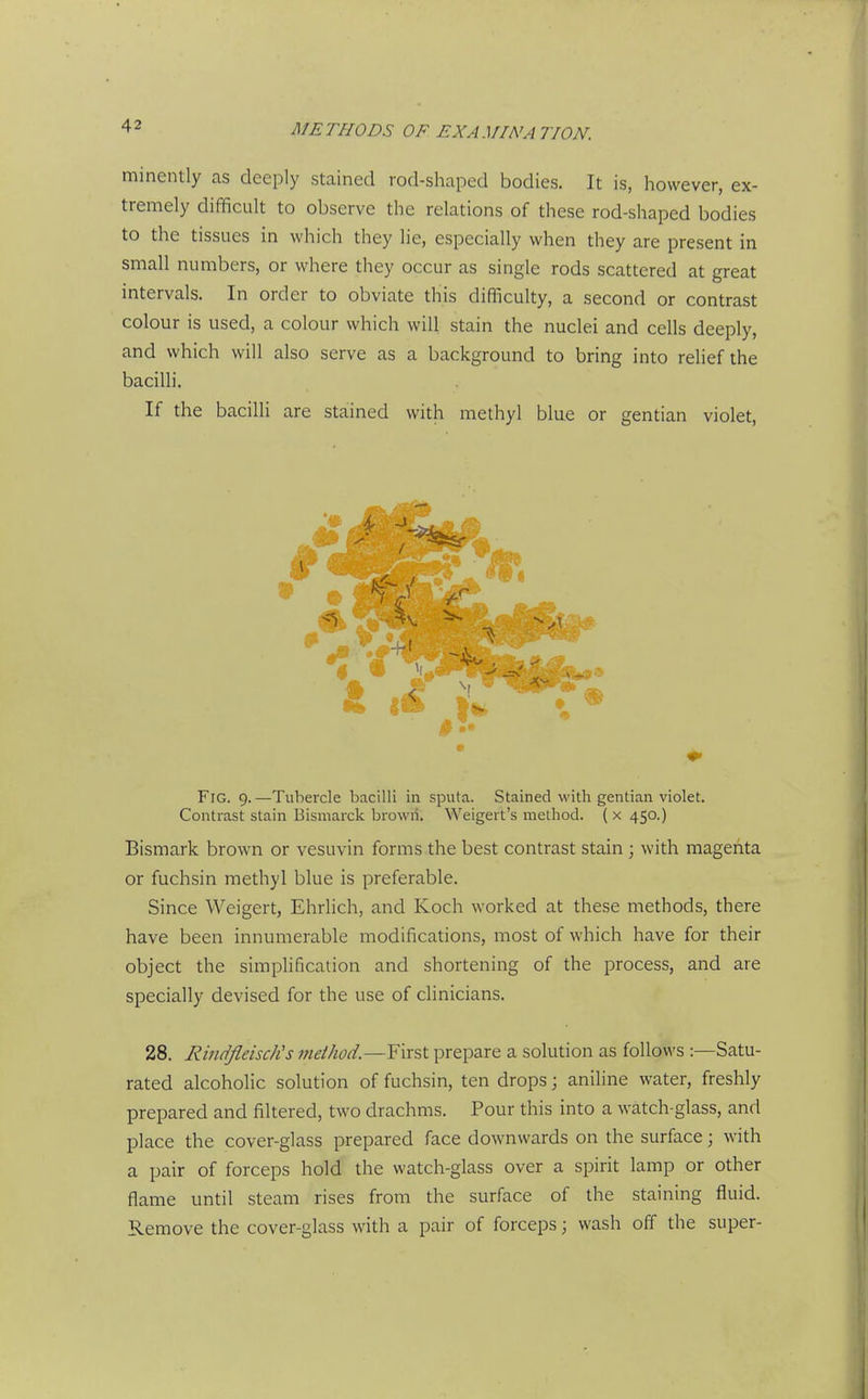 minently as deeply stained rod-shaped bodies. It is, however, ex- tremely difficult to observe the relations of these rod-shaped bodies to the tissues in which they lie, especially when they are present in small numbers, or where they occur as single rods scattered at great intervals. In order to obviate this difficulty, a second or contrast colour is used, a colour which will stain the nuclei and cells deeply, and which will also serve as a background to bring into relief the bacilli. If the bacilli are stained with methyl blue or gentian violet, Fig. 9.—Tubercle bacilli in sputa. Stained with gentian violet. Contrast slain Bismarck brown. Weigert's method. ( x 450.) Bismark brown or vesuvin forms the best contrast stain ; with magenta or fuchsin methyl blue is preferable. Since Weigert, Ehrlich, and Koch worked at these methods, there have been innumerable modifications, most of which have for their object the simplification and shortening of the process, and are specially devised for the use of chnicians. 28. Rindfleisch's method.—First prepare a solution as follows :—Satu- rated alcoholic solution of fuchsin, ten drops; aniline water, freshly prepared and filtered, two drachms. Pour this into a watch-glass, and place the cover-glass prepared face downwards on the surface; with a pair of forceps hold the watch-glass over a spirit lamp or other flame until steam rises from the surface of the staining fluid. Remove the cover-glass with a pair of forceps; wash off the super-