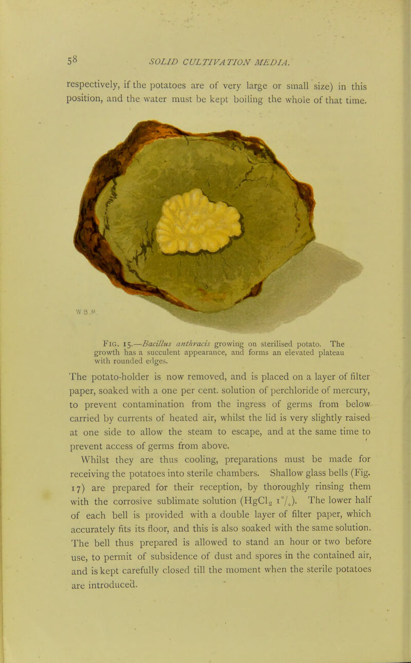 respectively, if the potatoes are of very large or small size) in this position, and the water must be kept boiling the whole of that time. Fig. 15.—Bacillus anthracis growing on sterilised potato. The growth has a succulent appearance, and forms an elevated plateau with rounded edges. The potato-holder is now removed, and is placed on a layer of filter paper, soaked with a one per cent, solution of perchloride of mercury, to prevent contamination from the ingress of germs from below carried by currents of heated air, whilst the lid is very slightly raised at one side to allow the steam to escape, and at the same time to I prevent access of germs from above. Whilst they are thus cooling, preparations must be made for receiving the potatoes into sterile chambers. Shallow glass bells (Fig. 17) are prepared for their reception, by thoroughly rinsing them with the corrosive sublimate solution (HgCl.^ i7o)- The lower half of each bell is provided with a double layer of filter paper, which accurately fits its floor, and this is also soaked with the same solution. The bell thus prepared is allowed to stand an hour or two before use, to permit of subsidence of dust and spores in the contained air, and is kept carefully closed till the moment when the sterile potatoes are introduced.