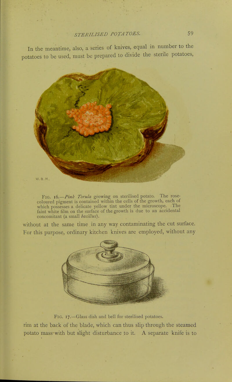 In the meantime, also, a series of knives, equal in number to the potatoes to be used, must be prepared to divide the sterile potatoes, Fig. i6.—Pink Torula growing on sterilised potato. The rose- coloured pigment is contained within the cells of the growth, each of which possesses a delicate yellow tint under the microscope. The faint white film on the surface of the growth is due to an accidental concomitant (a small bacillus). without at the same time in any way contaminating the cut surface. For this purpose, ordinary kitchen knives are employed, without any Fig. 17.—Glass dish and bell for sterilised potatoes, rim at the back of the blade, which can thus slip through the steamed potato mass'with but slight disturbance to it. A separate knife is to