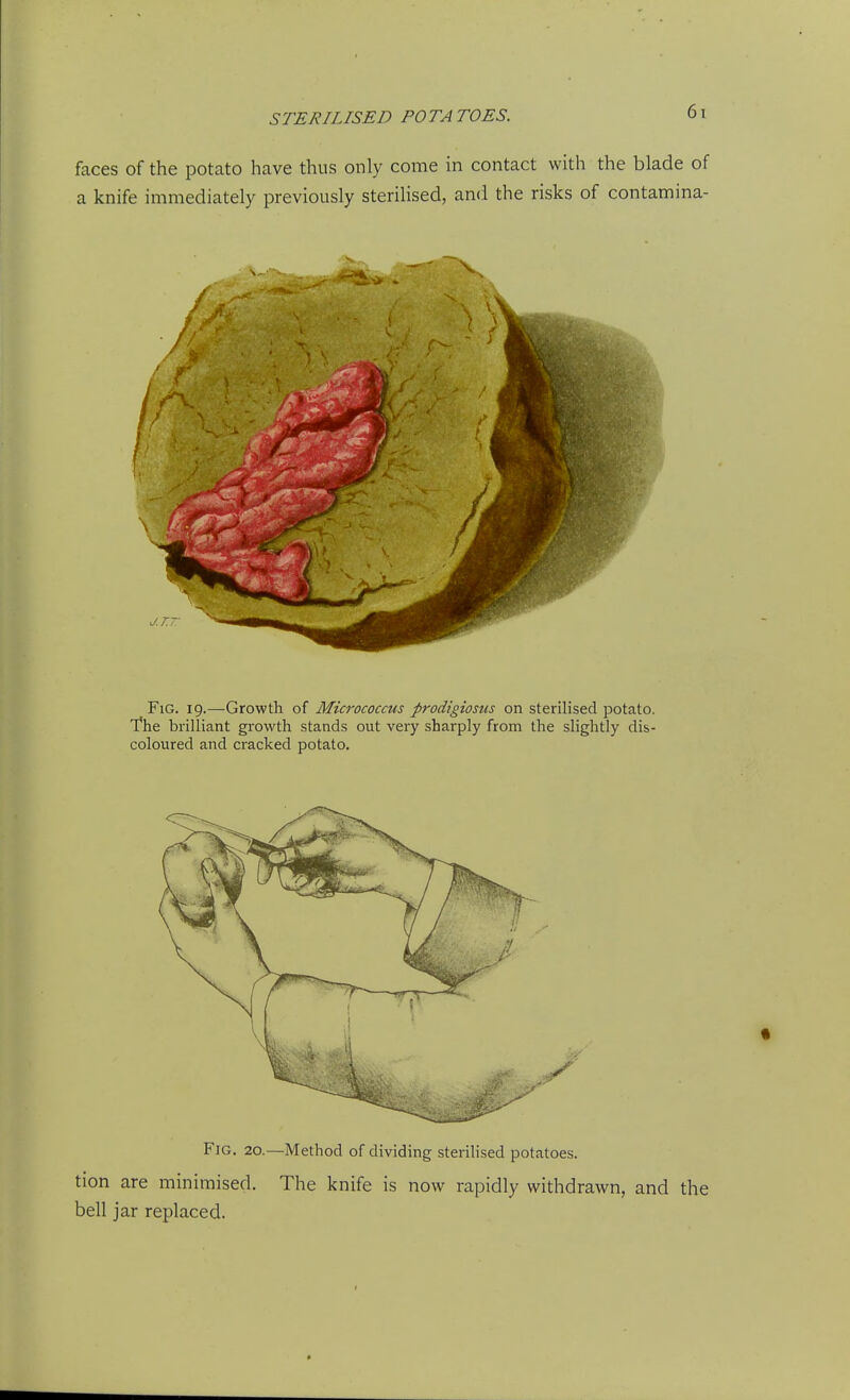 faces of the potato have thus only come in contact with the blade of a knife immediately previously sterilised, and the risks of contamina- FiG. 19.—Growth of Micrococcus prodigiosiis on sterilised potato. The brilliant growth stands out very sharply from the slightly dis- coloured and cracked potato. Fig. 20.—Method of dividing sterilised potatoes. tion are minimised. The knife is now rapidly withdrawn, and the bell jar replaced.