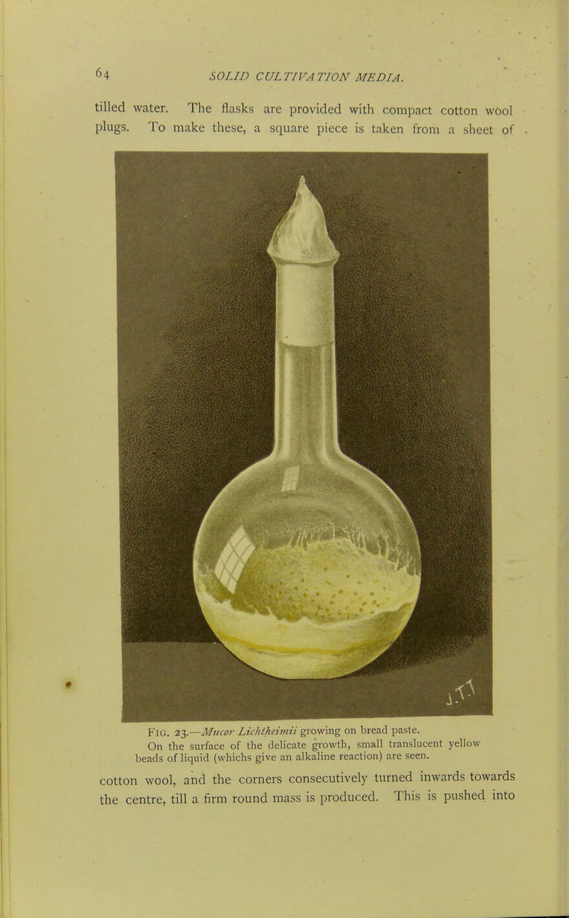 tilled water. The flasks are provided with compact cotton wool plugs. To make these, a square piece is taken from a sheet of Fig. 23.—Mncor Lichtheimii gi'owing on bread paste. On the surface of the delicate growth, small translucent yellow beads of liquid (whichs give an alkaline reaction) are seen. cotton wool, and the corners consecutively turned inwards towards the centre, till a firm round mass is produced. This is pushed into