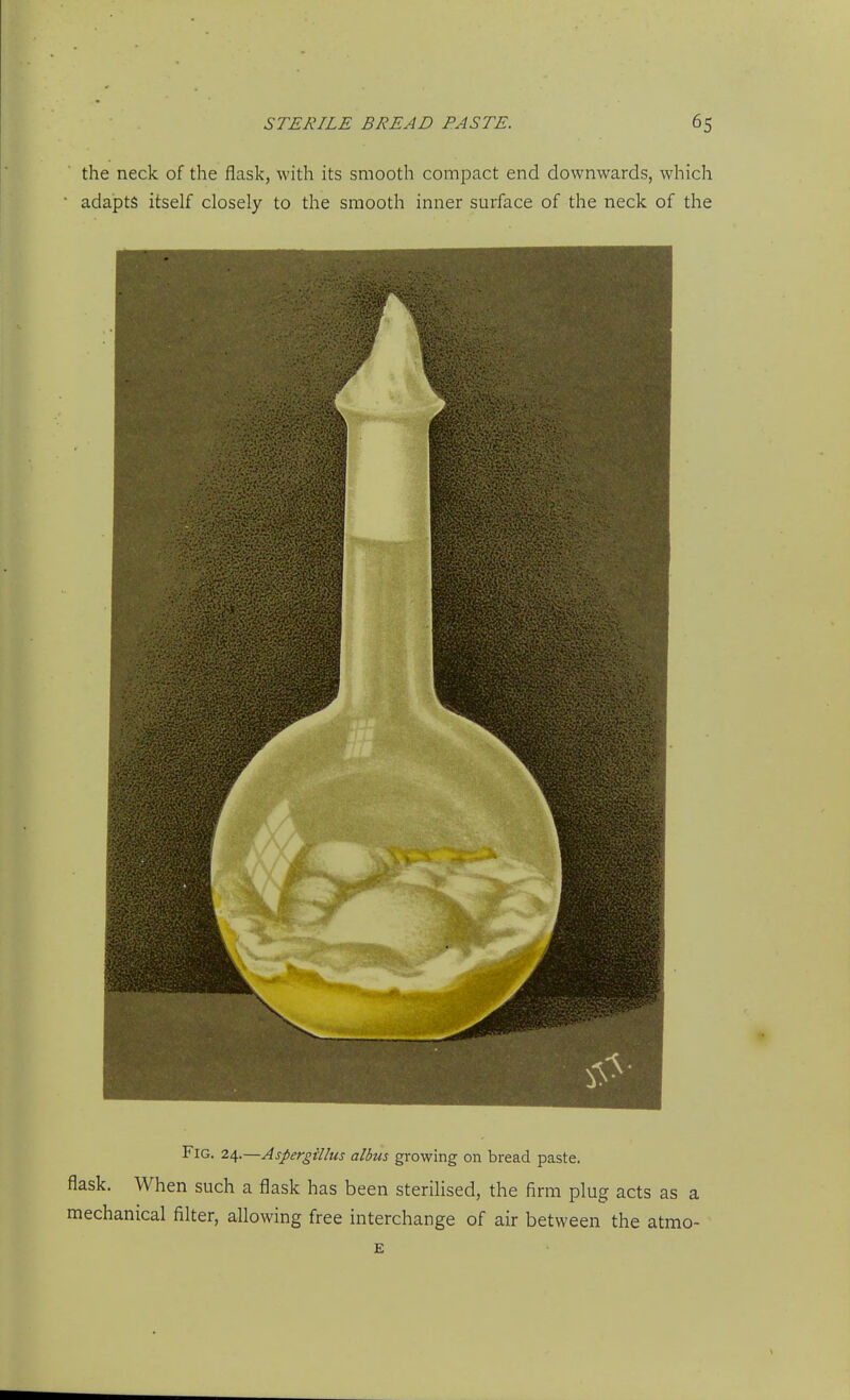 the neck of the flask, with its smooth compact end downwards, which • adapts itself closely to the smooth inner surface of the neck of the Fig. 24.—Aspergillus albus growing on bread paste, flask. When such a flask has been sterihsed, the firm plug acts as a mechanical filter, allowing free interchange of air between the atmo- E
