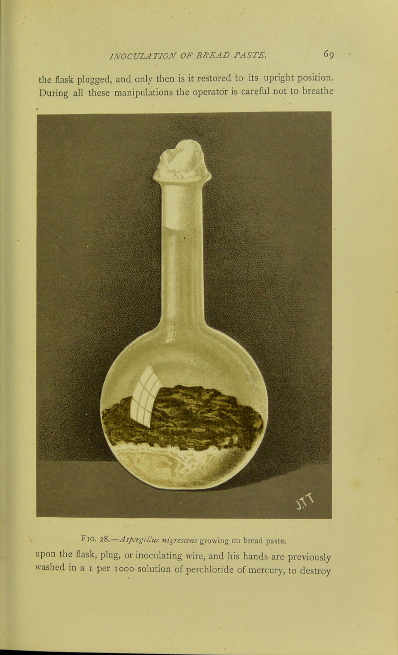 the flask plugged, and only then is it restored to its upright position. During all these manipulations the operator is careful not to breathe Fig. 28.—AspcrgiUiis nigrescens growing on bread paste. Upon the flask, plug, or inoculating wire, and his hands are previously washed in a i per 1000 solution of perchloride of mercury, to destroy