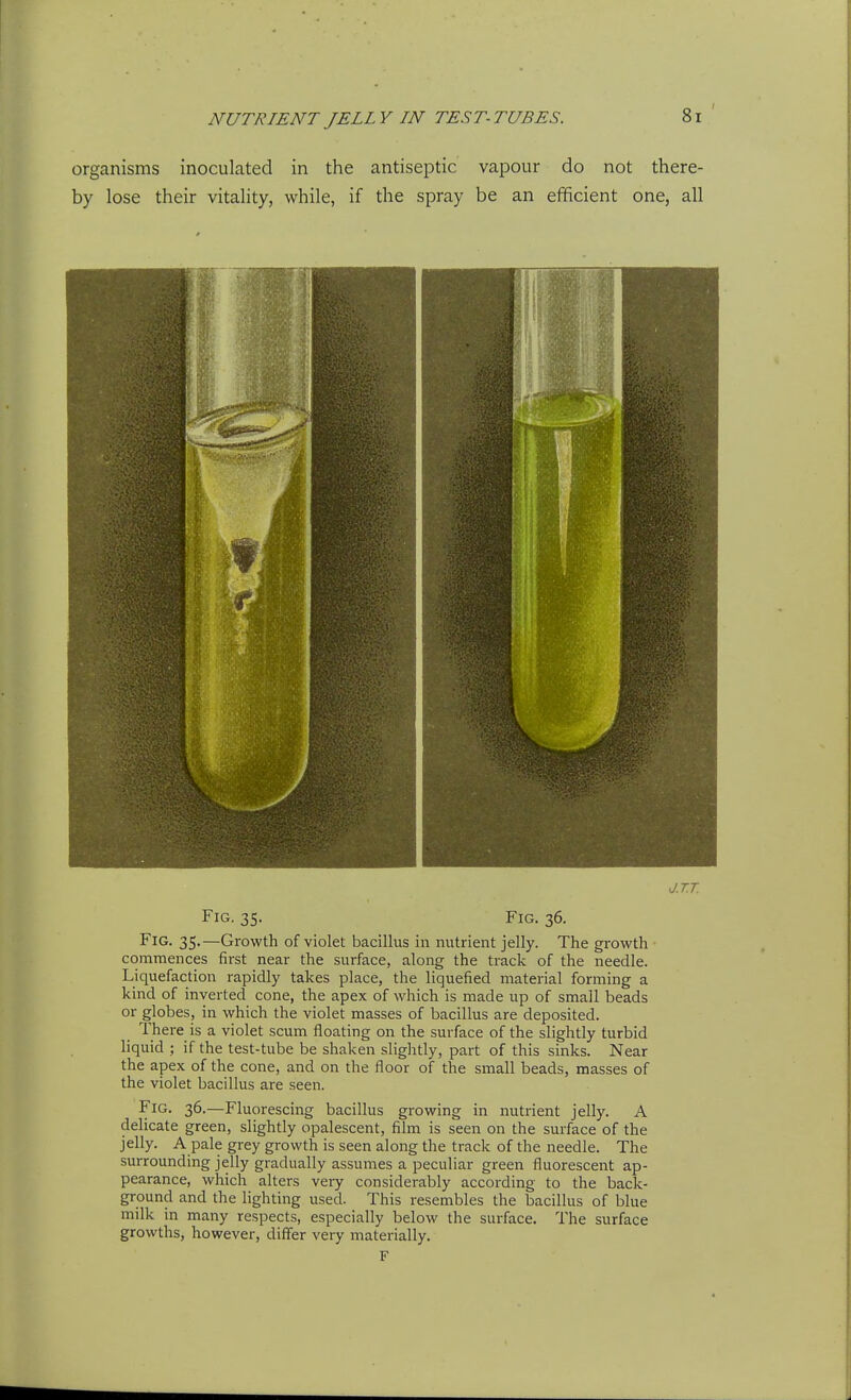 organisms inoculated in the antiseptic vapour do not there- by lose their vitality, while, if the spray be an efficient one, all J.T.T. Fig. 35. Fig. 36. Fig. 35.—Growth of violet bacillus in nutrient jelly. The growth commences first near the surface, along the track of the needle. Liquefaction rapidly takes place, the liquefied material forming a kind of inverted cone, the apex of which is made up of small beads or globes, in which the violet masses of bacillus are deposited. There is a violet scum floating on the surface of the slightly turbid liquid ; if the test-tube be shaken slightly, part of this sinks. Near the apex of the cone, and on the floor of the small beads, masses of the violet bacillus are seen. Fig. 36.—Fluorescing bacillus growing in nutrient jelly. A delicate green, slightly opalescent, film is seen on the surface of the jelly. A pale grey growth is seen along the track of the needle. The surrounding jelly gradually assumes a peculiar green fluorescent ap- pearance, which alters very considerably according to the back- ground and the lighting used. This resembles the bacillus of blue milk in many respects, especially below the surface. The surface growths, however, differ very materially.