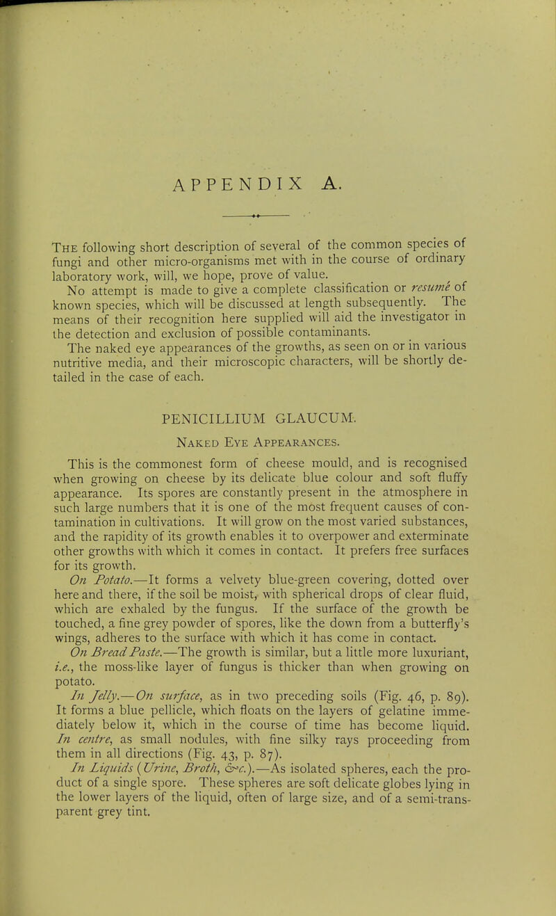 APPENDIX A. The following short description of several of the common species of fungi and other micro-organisms met with in the course of ordinary laboratory work, will, we hope, prove of value. No attempt is made to give a complete classification or resume of known species, which will be discussed at length subsequently. The means of their recognition here supplied will aid the investigator in the detection and exclusion of possible contaminants. The naked eye appearances of the growths, as seen on or in various nutritive media, and their microscopic characters, will be shortly de- tailed in the case of each. PENICILLIUM GLAUCUM. Naked Eye Appearances. This is the commonest form of cheese mould, and is recognised when growing on cheese by its delicate blue colour and soft fluffy appearance. Its spores are constantly present in the atmosphere in such large numbers that it is one of the most frequent causes of con- tamination in cultivations. It will grow on the most varied substances, and the rapidity of its growth enables it to overpower and exterminate other growths with which it comes in contact. It prefers free surfaces for its growth. On Potato.—It forms a velvety blue-green covering, dotted over here and there, if the soil be moist, with spherical drops of clear fluid, which are exhaled by the fungus. If the surface of the growth be touched, a fine grey powder of spores, like the down from a butterfly's wings, adheres to the surface with which it has come in contact. Oji Bread Paste.—The growth is similar, but a little more luxuriant, i.e., the moss-like layer of fungus is thicker than when growing on potato. In Jelly.—On surface, as in two preceding soils (Fig. 46, p. 89). It forms a blue pellicle, which floats on the layers of gelatine imme- diately below it, which in the course of time has become liquid. In centre, as small nodules, with fine silky rays proceeding from them in all directions (Fig. 43, p. 87). In Liquids {Urine, Broth, &^c.).—As isolated spheres, each the pro- duct of a single spore. These spheres are soft delicate globes lying in the lower layers of the liquid, often of large size, and of a semi-trans- parent grey tint.