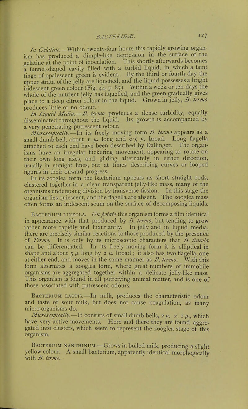 In Gelatine.—twenty-four hours this rapidly growing organ- ism has produced a dimple-hke depression in the surface of the gelatine at the point of inoculation. This shortly afterwards becomes a funnel-shaped cavity filled with a turbid Hquid, in which a faint tinge of opalescent green is evident. By the third or fourth day the upper strata of the jelly are liquefied, and the liquid possesses a bright iridescent green colour (Fig. 44, p. 87). Within a week or ten days the whole of the nutrient jelly has liquefied, and the green gradually gives place to a deep citron colour in the hquid. Grown in jelly, B. termo produces little or no odour. In liquid Media.—B. iertno produces a dense turbidity, equally disseminated throughout the hquid. Its growth is accompanied by a very penetrating putrescent odour. Microscopically.—In its freely moving form B. termo appears as a small dumb-bell, about i //.. long and 0-5 /x. broad. Long flagella attached to each end have been described by Dallinger. The organ- isms have an irregular flickering movement, appearing to rotate on their own long axes, and gliding alternately in either direction, usually in straight lines, but at times describing curves or looped figures in their onward progress. In its zooglea form the bacterium appears as short straight rods, clustered together in a clear transparent jelly-like mass, many of the organisms undergoing division by transverse fission. In this stage the organism lies quiescent, and the flagella are absent. The zooglea mass often forms an iridescent scum on the surface of decomposing liquids. Bacterium lineola. On potato this organism forms a film identical in appearance with that produced by B. termo, but tending to grow rather more rapidly and luxuriantly. In jelly and in liquid media, there are precisely similar reactions to those produced by the presence of Termo. It is only by its microscopic characters that B. lineola can be differentiated. In its freely moving form it is eUiptical in shape and about 5 long by 2 /x. broad ; it also has two flagella, one at either end, and moves in the same manner as B. termo. With this form alternates a zooglea form, where great numbers of immobile organisms are aggregated together within a delicate jelly-hke mass. This organism is found in all putrefying animal matter, and is one of those associated with putrescent odours. Bacterium lactis.—In milk, produces the characteristic odour and taste of sour milk, but does not cause coagulation, as many micro-organisms do. Microscopically.—It consists of small dumb-bells, 2 /x. x i /i., which have very active movements. Here and there they are found aggre- gated into clusters, which seem to represent the zooglea stage of this organism. Bacterium xanthinum.—Grows in boiled milk, producing a shght yellow colour. A small bacterium, apparently identical morphogically with B. ter?no.