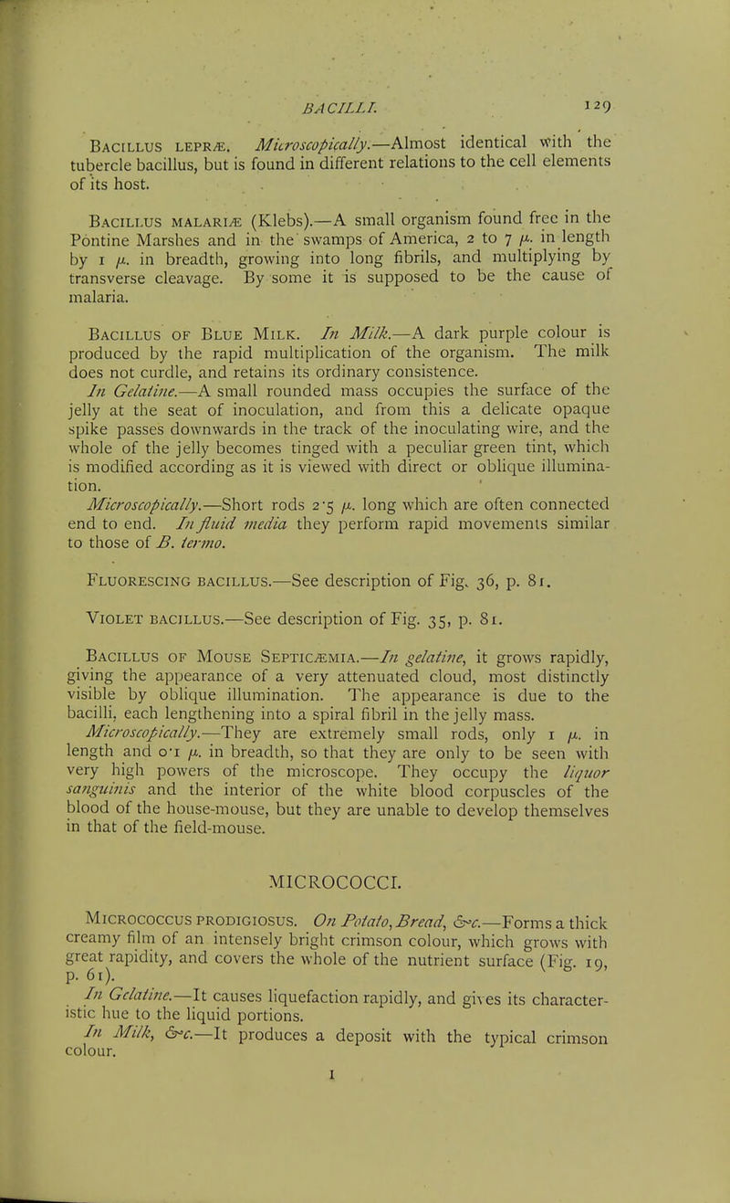 BACILLI. Bacillus lepr^. Microscopically.—k\xr\o%\. identical with the tubercle bacillus, but is found in different relations to the cell elements of its host. Bacillus malaria (Klebs).—A small organism found free in the Pontine Marshes and in the swamps of America, 2 to 7 /a. in length by I in breadth, growing into long fibrils, and multiplying by transverse cleavage. By some it is supposed to be the cause of malaria. Bacillus of Blue Milk. In Milk.—A dark purple colour is produced by the rapid multiplication of the organism. The milk does not curdle, and retains its ordinary consistence. In Gelatine.—A small rounded mass occupies the surface of the jelly at the seat of inoculation, and from this a delicate opaque spike passes downwards in the track of the inoculating wire, and the whole of the jelly becomes tinged with a peculiar green tint, which is modified according as it is viewed with direct or oblique illumina- tion. Microscopically.—Short rods 2*5 /a. long which are often connected end to end. In fluid media they perform rapid movements similar to those of B. iermo. Fluorescing bacillus.—See description of Fig. 36, p. 81, Violet bacillus.—See description of Fig. 35, p. 81. Bacillus of Mouse Septicemia.—In gelatine., it grows rapidly, giving the appearance of a very attenuated cloud, most distinctly visible by oblique illumination. The appearance is due to the bacilli, each lengthening into a spiral fibril in the jelly mass. Microscopically.—They are extremely small rods, only i /x,. in length and o-i /x. in breadth, so that they are only to be seen with very high powers of the microscope. They occupy the liquor sanguinis and the interior of the white blood corpuscles of the blood of the house-mouse, but they are unable to develop themselves in that of the field-mouse. MICROCOCCI. Micrococcus prodigiosus. On Potato, Bread, 6-^-.—Forms a thick creamy film of an intensely bright crimson colour, which grows with great rapidity, and covers the whole of the nutrient surface (Fig. 10. p. 61). \ ^ h In Gelatine.—It causes liquefaction rapidly, and gives its character- istic hue to the liquid portions. /// Milk, 6-^-,—It produces a deposit with the typical crimson colour. I
