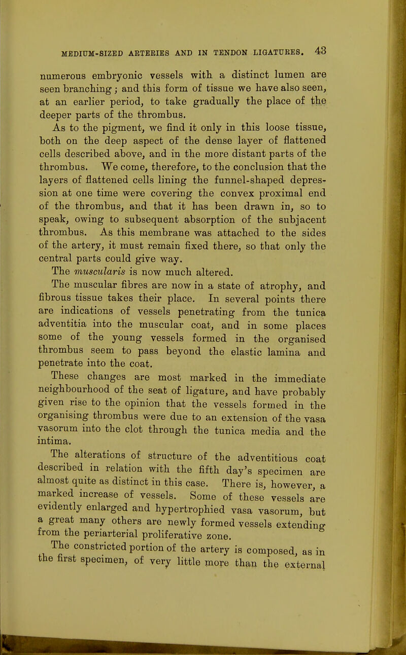 numerous embryonic vessels with a distinct lumen are seen branching; and this form of tissue we have also seen, at an earlier period, to take gradually the place of the deeper parts of the thrombus. As to the pigment, we find it only in this loose tissue, both on the deep aspect of the dense layer of flattened cells described above, and in the more distant parts of the thrombus. We come, therefore, to the conclusion that the layers of flattened cells lining the funnel-shaped depres- sion at one time were covering the convex proximal end of the thrombus, and that it has been drawn in, so to speak, owing to subsequent absorption of the subjacent thrombus. As this membrane was attached to the sides of the artery, it must remain fixed there, so that only the central parts could give way. The muscularis is now much altered. The muscular fibres are now in a state of atrophy, and fibrous tissue takes their place. In several points there are indications of vessels penetrating from the tunica adventitia into the muscular coat, and in some places some of the young vessels formed in the organised thrombus seem to pass beyond the elastic lamina and penetrate into the coat. These changes are most marked in the immediate neighbourhood of the seat of ligature, and have probably given rise to the opinion that the vessels formed in the organising thrombus were due to an extension of the vasa yasorum into the clot through the tunica media and the intima. The alterations of structure of the adventitious coat described in relation with the fifth day's specimen are almost quite as distinct in this case. There is, however, a marked increase of vessels. Some of these vessels are evidently enlarged and hypertrophied vasa vasorum, but a great many others are newly formed vessels extending from the periarterial proliferative zone. The constricted portion of the artery is composed as in the first specimen, of very little more than the external