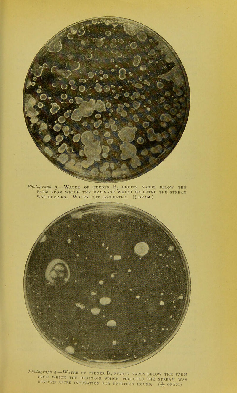 Photograph 3.—Water of feeder B2 eighty yards below the FARM FROM WHICH THE DRAINAGE WHICH POLLUTED THE STREAM WAS DERIVED. WATER NOT INCUBATED. (| GRAM.) Photograph 4.—Water of feeder B„ eighty yards below the farm rROM wine,, the drainage which polluted the stream was DERIVED AFTER INCUBATION FOR EIGHTEEN HOURS. (TV GRAM.)