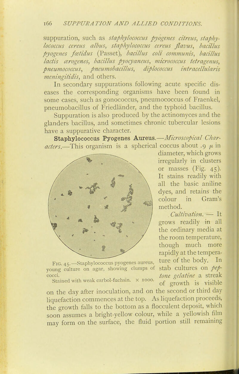 suppuration, such as staphylococcus pyogenes citreus, staphy- lococcus cereus albus, staphylococcus cereus flavus, bacillus pyogenes fcetidus (Passct), bacillus colt communis, bacillus lactis ozrogenes, bacillus pyocyaneus, micrococcus tetragenus, pneumococcus, pneumobacillus, diplococcus intracellulars meningitidis, and others. In secondary suppurations following acute specific dis- eases the corresponding organisms have been found in some cases, such as gonococcus, pneumococcus of Fraenkel, pneumobacillus of Friedlander, and the typhoid bacillus. Suppuration is also produced by the actinomyces and the glanders bacillus, and sometimes chronic tubercular lesions have a suppurative character. Staphylococcus Pyogenes Aureus.—Microscopical Char- acters.—This organism is a spherical coccus about .9 /x in diameter, which grows irregularly in clusters or masses (Fig. 45). It stains readily with all the basic aniline dyes, and retains the colour in Gram's method. , Cultivatio?i. — It grows readily in all the ordinary media at the room temperature, though much more rapidly at the tempera- ture of the body. In Fig. 45.—Staphylococcus pyogenes aureus young culture on agar, showing clumps of stab Cultures On pep- tone pclatine a streak cocci. Stained with weak carbol-fuchsin. x 1000. of growth is visible on the day after inoculation, and on the second or third day liquefaction commences at the top. As liquefaction proceeds, the growth falls to the bottom as a flocculent deposit, which soon assumes a bright-yellow colour, while a yellowish film may form on the surface, the fluid portion still remaining
