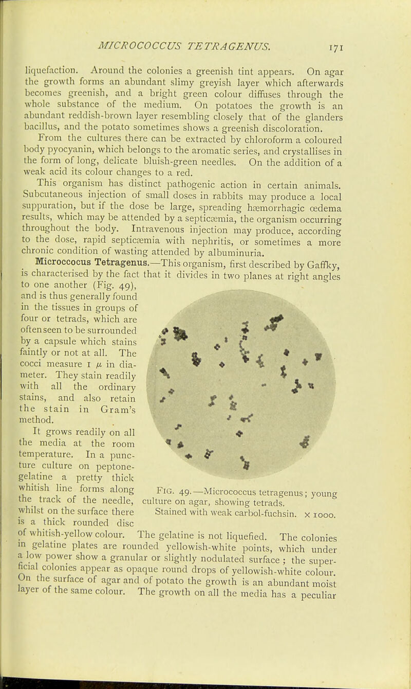 MICROCOCCUS TETRAGENUS. liquefaction. Around the colonies a greenish tint appears. On agar the growth forms an abundant slimy greyish layer which afterwards becomes greenish, and a bright green colour diffuses through the whole substance of the medium. On potatoes the growth is an abundant reddish-brown layer resembling closely that of the glanders bacillus, and the potato sometimes shows a greenish discoloration. From the cultures there can be extracted by chloroform a coloured body pyocyanin, which belongs to the aromatic series, and crystallises in the form of long, delicate bluish-green needles. On the addition of a weak acid its colour changes to a red. This organism has distinct pathogenic action in certain animals. Subcutaneous injection of small doses in rabbits may produce a local suppuration, but if the dose be large, spreading hemorrhagic cedema results, which may be attended by a septicemia, the organism occurring throughout the body. Intravenous injection may produce, according to the dose, rapid septicaemia with nephritis, or sometimes a more chronic condition of wasting attended by albuminuria. Microccocus Tetragenus.—This organism, first described by Gaffky, is characterised by the fact that it divides in two planes at right angles to one another (Fig. 49), and is thus generally found in the tissues in groups of four or tetrads, which are ^ often seen to be surrounded ^ %L by a capsule which stains *9 . * f faintly or not at all. The a 4 * W cocci measure 1 fi in dia- * ♦ \ + * meter. They stain readily *\ * with all the ordinary ^ ^ « stains, and also retain j> Jf * the stain in Gram's method. ' «K* It grows readily on all ♦ the media at the room * * £ temperature. In a punc- * . ture culture on peptone- « gelatine a pretty thick whitish line forms along Fig. 49.-Micrococcus tetragenus; young the track of the needle, culture on agar, showing tetrads, whilst on the surface there Stained with weak carbol-fuchsin. x 1000. is a thick rounded disc of whitish-yellow colour. The gelatine is not liquefied. The colonies in gelatine plates are rounded yellowish-white points, which under a low power show a granular or slightly nodulated surface ; the super- ficial colonies appear as opaque round drops of yellowish-white colour On the surface of agar and of potato the growth is an abundant moist layer of the same colour. The growth on all the media has a peculiar
