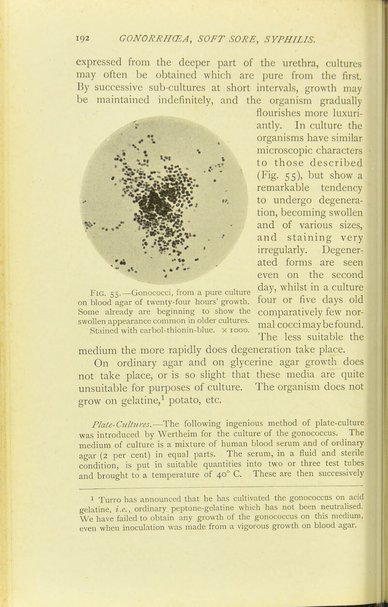 expressed from the deeper part of the urethra, cultures may often be obtained which are pure from the first. By successive sub-cultures at short intervals, growth may be maintained indefinitely, and the organism gradually flourishes more luxuri- antly. In culture the organisms have similar microscopic characters to those described (Fig- 55)> but show a remarkable tendency to undergo degenera- tion, becoming swollen and of various sizes, and staining very irregularly. Degener^ ated forms are seen even on the second _ ., day, whilst in a culture Fig. 55.—Gonococci, from a pure culture on blood agar of twenty-four hours' growth, four or five days old Some already are beginning to show the comparatively few nor- swollen appearance common in older cultures. ^ j befound Stained with carbol-thionm-blue. x 1000. < The less suitable the medium the more rapidly does degeneration take place. On ordinary agar and on glycerine agar growth does not take place, or is so slight that these media are quite unsuitable for purposes of culture. The organism does not grow on gelatine,1 potato, etc. Plate-Cultures.—The following ingenious method of plate-culture was introduced by Wertheim for the culture of the gonococcus. The medium of culture is a mixture of human blood serum and of ordinary agar (2 per cent) in equal parts. The serum, in a fluid and sterile condition, is put in suitable quantities into two or three test tubes and brought to a temperature of 400 C. These are then successively 1 Turro has announced that he has cultivated the gonococcus on acid gelatine, i.e., ordinary peptone-gelatine which has not been neutralised. We have failed to obtain any growth of the gonococcus on this medium, even when inoculation was made from a vigorous growth on blood agar.