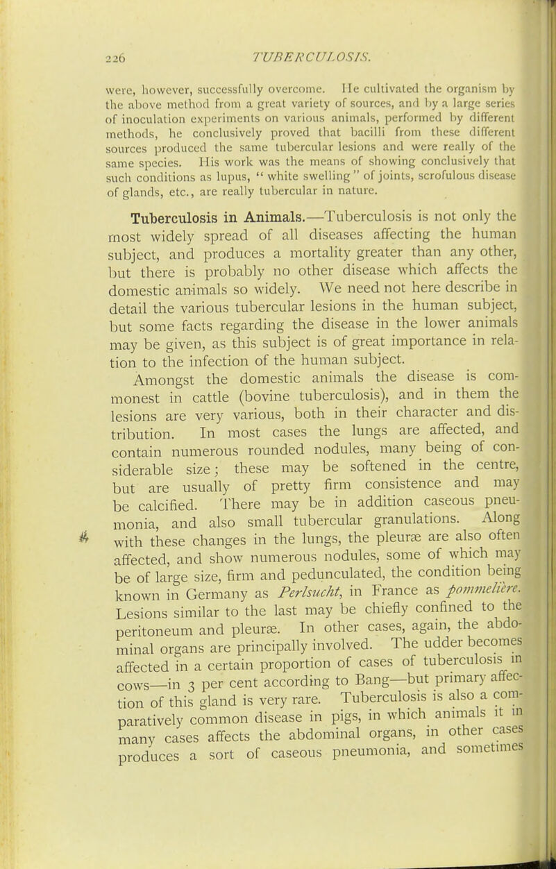 were, however, successfully overcome. He cultivated the organism by the above method from a great variety of sources, and by a large series of inoculation experiments on various animals, performed by different methods, he conclusively proved that bacilli from these different sources produced the same tubercular lesions and were really of the same species. His work was the means of showing conclusively that such conditions as lupus,  white swelling of joints, scrofulous disease of glands, etc., are really tubercular in nature. Tuberculosis in Animals.—Tuberculosis is not only the most widely spread of all diseases affecting the human subject, and produces a mortality greater than any other, but there is probably no other disease which affects the domestic animals so widely. We need not here describe in detail the various tubercular lesions in the human subject, but some facts regarding the disease in the lower animals may be given, as this subject is of great importance in rela- tion to the infection of the human subject. Amongst the domestic animals the disease is com- monest in cattle (bovine tuberculosis), and in them the lesions are very various, both in their character and dis- tribution. In most cases the lungs are affected, and contain numerous rounded nodules, many being of con- siderable size; these may be softened in the centre, but are usually of pretty firm consistence and may be calcified. There may be in addition caseous pneu- monia, and also small tubercular granulations. Along with these changes in the lungs, the pleurae are also often affected, and show numerous nodules, some of which may be of large size, firm and pedunculated, the condition being known in Germany as Perhucht, in France as pommehcrc. Lesions similar to the last may be chiefly confined to the peritoneum and pleurse. In other cases, again, the abdo- minal organs are principally involved. The udder becomes affected in a certain proportion of cases of tuberculosis in cows_in 3 per cent according to Bang—but primary anec- tion of this gland is very rare. Tuberculosis is also a com- paratively common disease in pigs, in which animals it m many cases affects the abdominal organs, in other cases produces a sort of caseous pneumonia, and sometimes