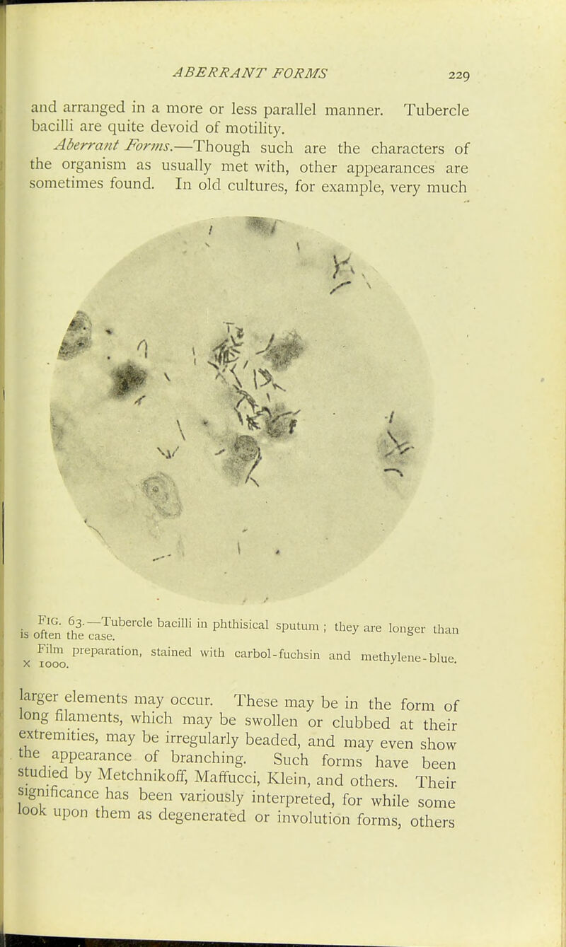 ABERRANT FORMS and arranged in a more or less parallel manner. Tubercle bacilli are quite devoid of motility. Aberrant Forms.—Though such are the characters of the organism as usually met with, other appearances are sometimes found. In old cultures, for example, very much \ t is often phtMsical Sputum ; the^ are lo»ger &™ Film preparation, stained with carbol-fuchsin and methylene-blue. X IOOO.  larger elements may occur. These may be in the form of long filaments, which may be swollen or clubbed at their extremities, may be irregularly beaded, and may even show the appearance of branching. Such forms have been studied by Metchnikoff, Maffucci, Klein, and others. Their significance has been variously interpreted, for while some look upon them as degenerated or involution forms, others
