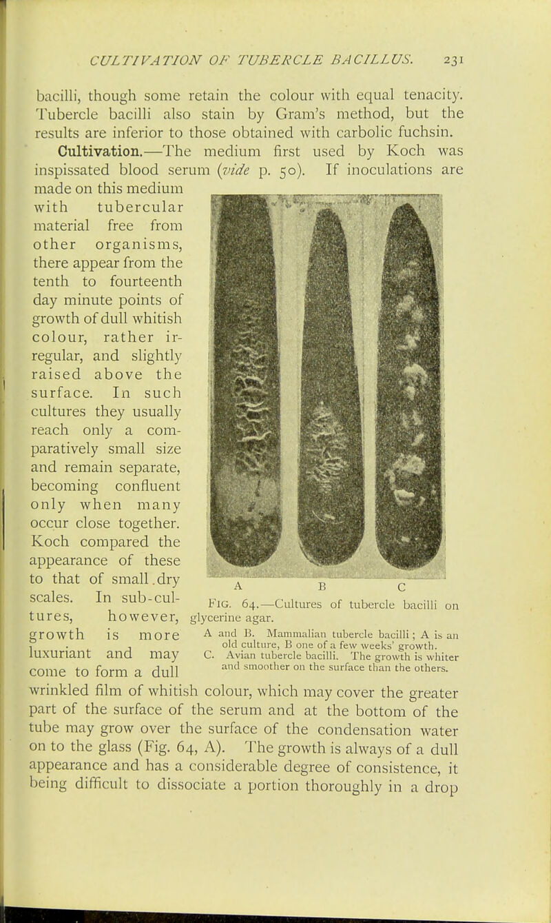 bacilli, though some retain the colour with equal tenacity. Tubercle bacilli also stain by Gram's method, but the results are inferior to those obtained with carbolic fuchsin. Cultivation.—The medium first used by Koch was inspissated blood serum {vide p. 50). If inoculations are made on this medium with tubercular material free from other organisms, there appear from the tenth to fourteenth day minute points of growth of dull whitish colour, rather ir- regular, and slightly raised above the surface. In such cultures they usually reach only a com- paratively small size and remain separate, becoming confluent only when many occur close together. Koch compared the appearance of these to that of small.dry scales. In sub-cul- tures, however, growth is more luxuriant and may come to form a dull wrinkled film of whitish colour, which may cover the greater part of the surface of the serum and at the bottom of the tube may grow over the surface of the condensation water on to the glass (Fig. 64, A). The growth is always of a dull appearance and has a considerable degree of consistence, it being difficult to dissociate a portion thoroughly in a drop on B C Fig. 64.—Cultures of tubercle bacilli glycerine agar. A and B. Mammalian tubercle bacilli ; A is an old culture, B one of a few weeks' growth. C. Avian tubercle bacilli. The growth is whiter and smoother on the surface than the others.