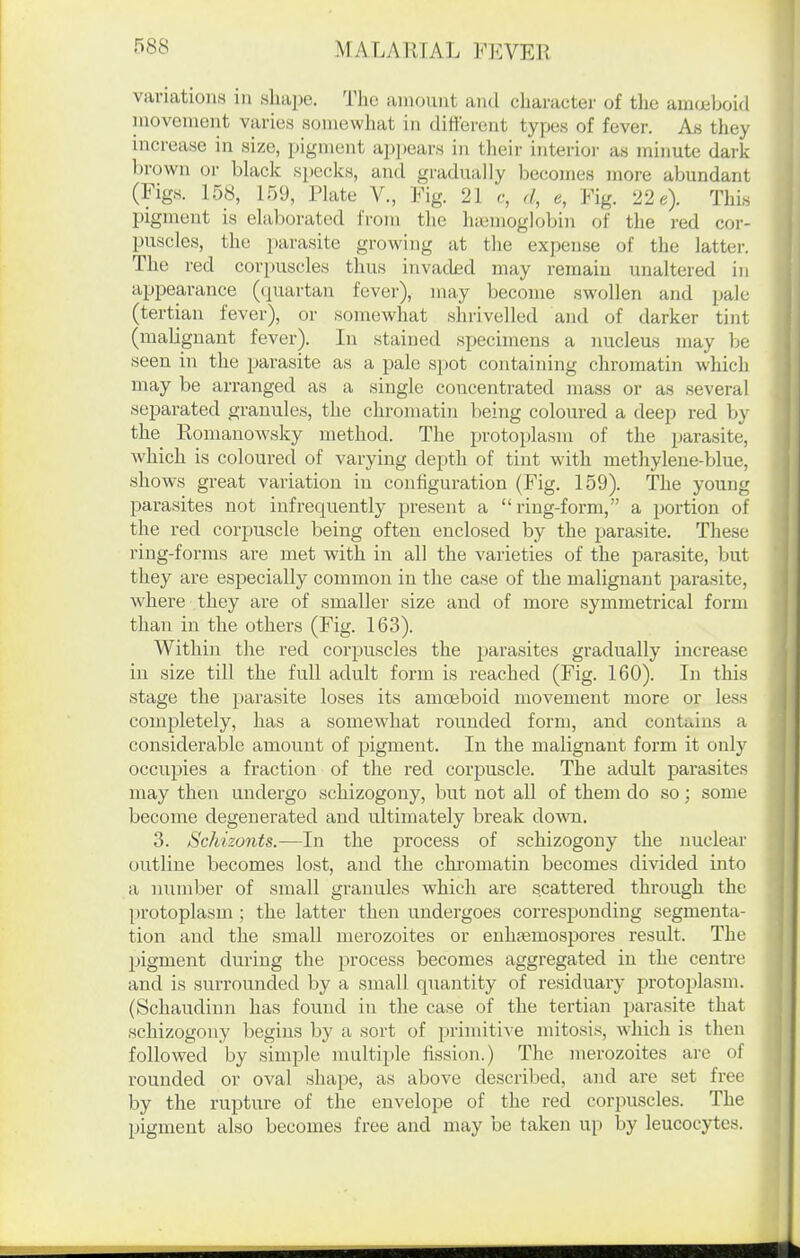 variations in shape. The amount and character of tlic amoeboid luovement varies somewhat in different types of fever. As they increase in size, pigment appears in their interior as minute dark brown or black specks, and gradually becomes more abundant (Figs. 158, 159, Plate V., Fig. 21 c, d, e, Fig. 22 4 pigment is elaborated from the hiemoglobin of the red cor- puscles, the parasite growing at the expense of the latter. The red corpuscles thus invaded may remain unaltered in appearance (quartan fever), may become swollen and pale (tertian fever), or somewhat shrivelled and of darker tint (malignant fever). li\ stained specimens a nucleus may be seen in the parasite as a pale spot containing chromatin which may be arranged as a single concentrated mass or as several separated granules, the chromatin lieing coloured a deep red by the Roniauowsky method. The protoplasm of the parasite, which is coloured of varying depth of tint with methyleiie-blue, shows great variation iu configuration (Fig. 159). The young parasites not infrequently present a ring-form, a portion of the red corj)Uscle being often enclosed by the parasite. These ring-forms are met with in all the varieties of the parasite, but they are especially common in the case of the malignant parasite, where they are of smaller size and of more symmetrical form than in the others (Fig. 163). Within the red corpuscles the parasites gradually increase in size till the full adult form is reached (Fig. 160). In this stage the parasite loses its amoeboid movement more or less completely, has a somewhat rounded form, and contains a considerable amount of pigment. In the malignant form it only occupies a fraction of the red corpuscle. The adult parasites may then undergo schizogony, but not aU of them do so; some become degenerated and ultimately break down. 3. Schizonts.—In the process of schizogony the nuclear outline becomes lost, and the chromatin becomes divided into a number of small granules which are scattered through the protoplasm ; the latter then undergoes corresponding segmenta- tion and the small merozoites or euhfemospores result. The pigment during the process becomes aggregated in the centre and is surrounded by a small quantity of residuary protoplasm. (Schaudinn has found in the case of the tertian parasite that schizogony begins by a sort of primitive mitosis, which is then followed by simple multiple fission.) The merozoites are of rounded or oval shape, as above de.scribed, and are set free by the rupture of the envelope of the red corpuscles. The pigment also becomes free and may be taken up by leucocytes.