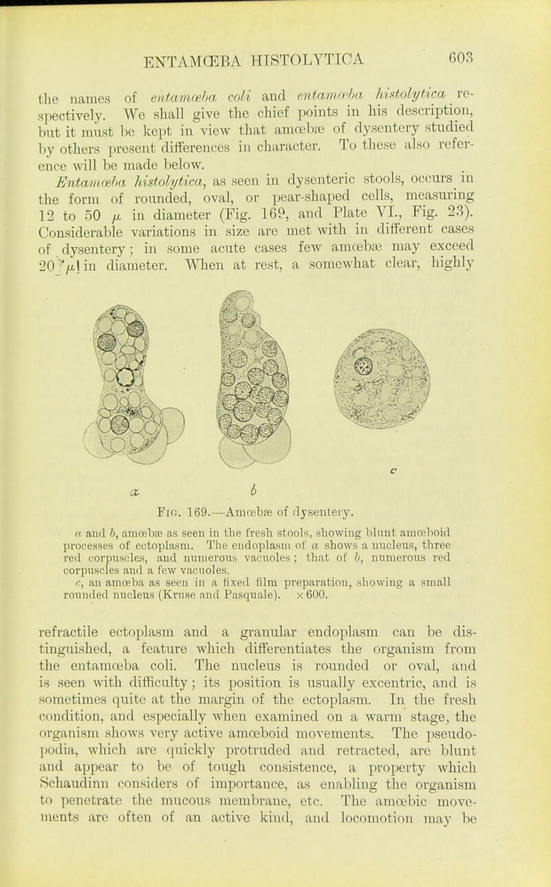 the names of entamcpha coli and entamfi'ha hiMolytica re- spectively. We shall give the chief points in his description, but it must be kept in view that amoebiE of dysentery studied by others present differences in character. To these also refer- ence will be made below. Entamceha histolytica, as seen in dysenteric stools, occurs_ in the form of rounded, oval, or pear-shaped cells, measuring 12 to 50 fx. in diameter (Fig. 169, and Plate VI., Fig. 23). Considerable variations in size are met with in different cases of dysentery; in some acute cases few amoebjB may exceed 20j/A!in diameter. When at rest, a somewhat clear, highly a b Fio. 169.—AuKcbfie of dysentery. a and h, amoebse as seen in the fresh stools, showing blunt amoeboid processes of ectoplasm. The endoplasm of a shows a nucleus, three red (torpuscle-s, and numerous vacuoles ; that of h, numerous red corpuscles and a few vacuoles. c, an amoeba as seen in a fixed film preparation, showing a small rounded nucleus (Kruse and Pasquale). x 600. refractile ectoplasm and a granular endoplasm can be dis- tinguished, a feature which differentiates the organism from the entamoeba coli. The nucleus is rounded or oval, and is seen with difficulty; its position is usually excentric, and is sometimes quite at the margin of the ectoplasm. In the fresh condition, and especially Avhen examined on a warm stage, the organism shows very active amoeboid movements. The pseudo- podia, which are quickly protruded and retracted, arc blunt and appear to be of tough consistence, a property which Schaudinn considers of importance, as enabling the organism to penetrate the mucous membrane, etc. The amoebic move- ments are. often of an active kind, and locomotion may be