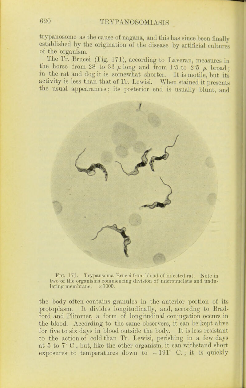 trypanosonie as the cause of nagana, and this has since been finally establi.slied by the origination of the disease by artificial cultures of tlic organism. The Tr. lirucei (Fig. 171), according to Laveran, measures in the horse from 28 to 33 /a long and from 1-5 to 2*5 /x broad; in the rat and dog it is somewhat shorter. It is motile, but its activity is less than that of Tr. Lewisi. When stained it presents the usual appearances; its posterior end is usually blunt, and I Fig. 171.—Trypausonia Bruceifrom blooil of iufectod rat. Note in two of the organisms comnieucing division of micromicleus and undu- lating membrane, x 1000. the body often contains granules in the anterior jjortion of its protojilasm. It divides longitudinally, and, accordng to Brad- ford and Plimmer, a form of longitudinal conjugation occurs in the blood. According to the same observers, it can be kept alive for five to six days in blood outside the body. It is less resistant to the action of cold than Tr. Lewisi, perishing in a few days at 5 to 7° C, but, like the other organism, it can withstand short exposures to temperatures down to - 191° C.; it is quickly