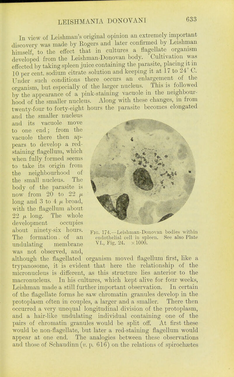 In view of Leishman's original opinion an extremely important discovery was made by Rogers and later confirmed by Leisliman himself, to the effect that in cultures a flagellate organism developed from the Leishman-Donovan body.  Cultivation was effected by taking spleen juice containing the parasite, placing it m 10 per cent, sodium citrate solution and keeping it at 17 to 24° C. Under such conditions there occurs an enlargement of the organism, but especially of the larger nucleus. This is followed by°the appearance of a pink-staining vacuole in the neighbour- hood of the smaller nucleus. Along with these changes, in from twenty-four to forty-eight hours the parasite becomes elongated and the smaller nucleus and its vacuole move to one end; from the vacuole there then ap- pears to develop a red- staining flagellum, which when fully formed seems to take its origin from the neighbourhood of the small nucleus. The body of the parasite is now from 20 to 22 /x long and 3 to 4 yu, broad, with the flagellum about 22 fi. long. The whole development occupies about ninety-six hours. The formation. of an undulating membrane was not observed, and, although the flagellated organism moved flagellum first, like a trypanosome, it is evident that here the relationship of the micronucleus is different, as this structure lies anterior to the macronucleus. In his cultures, which kept alive for four weeks, Leishman made a still further important observation. In certain of the flagellate forms he saw chromatin granules develop in the protoplasm often in couples, a larger and a smaller. There then occurred a very unecjual longitudinal division of the protoplasm, and a hair-like undulating individual containing one of the pairs of chromatin granules would be split off. At first these would be non-flagellate, but later a red-staining flagellum would appear at one end. The analogies between these observations and those of Schaudinn [v. p. G16) on the relations of spiroclitetes