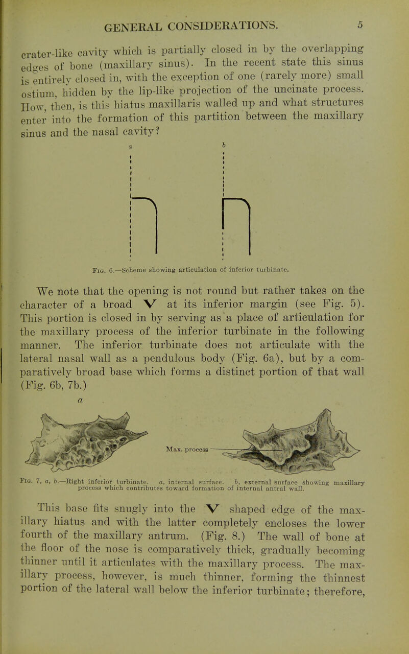 crater-like cavity wliicli is partially closed in by the overlapping ed'-es of bone (maxillary sinus). In the recent state this sinus is entirely closed in, with the exception of one (rarely more) small ostium, hidden by the lip-like projection of the uncinate process. How, then, is this hiatus maxillaris walled up and what structures enter into'the formation of this partition between the maxillary sinus and the nasal cavity? ^ Fig. 6.—Scheme showing articulation of inferior turbinate. We note that the opening is not round but rather takes on the character of a broad V at its inferior margin (see Fig. 5). This portion is closed in by serving as a place of articulation for the maxillary process of the inferior turbinate in the following manner. The inferior turbinate does not articulate with the lateral nasal wall as a pendulous body (Fig. 6a), but by a com- paratively broad base which forms a distinct portion of that wall (Fig. 6b, 7b.) a Fig. 7, o, b.—Right inferior turbinate. a, internal surface. b, external surface showing maxillary process which contributes toward formation of internal antral wall. This base fits snugly into the V shaped edge of the max- illary hiatus and with the latter completely encloses the lower fourth of the maxillary antrum. (Fig. 8.) The wall of bone at the floor of the nose is comparatively thick, gradually becoming thinner until it articulates with the maxillary process. The max- illary process, however, is much thinner, forming the thinnest portion of the lateral wall below the inferior turbinate; therefore,