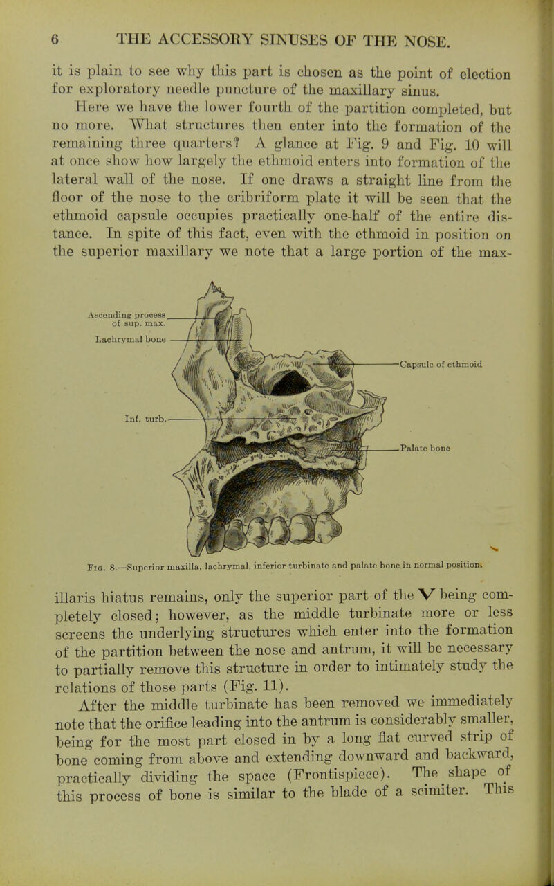 it is plain to see why this part is chosen as the point of election for exploratory needle puncture of the maxillary sinus. Here we have the lower fourth of the partition completed, but no more. What structures then enter into the formation of the remaining' three quarters'? A glance at Fig. 9 and Fig. 10 will at once show how largely the ethmoid enters into formation of the lateral wall of the nose. If one draws a straight line from the floor of the nose to the cribriform plate it will be seen that the ethmoid capsule occupies practically one-half of the entire dis- tance. In spite of this fact, even with the ethmoid in position on the superior maxillary we note that a large portion of the max- FlG. 8.—Superior maxilla, lachrymal, inferior turbinate and palate bone in normal positions illaris hiatus remains, only the superior part of the V being com- pletely closed; however, as the middle turbinate more or less screens the underlying structures which enter into the formation of the partition between the nose and antrum, it will be necessary to partially remove this structure in order to intimately study the relations of those parts (Fig. 11). After the middle turbinate has been removed we immediately note that the orifice leading into the antrum is considerably smaller, being for the most part closed in by a long flat curved strip of bone coming from above and extending downward and bacl^ward, practically dividing the space (Frontispiece). The shape of this process of bone is similar to the blade of a scimiter. This Ascending process Lachrymal bone of sup. max. Inf. turb.