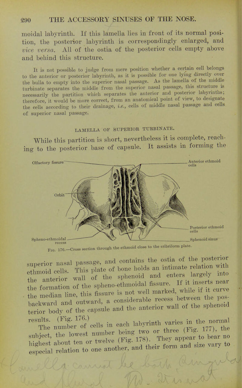 moidal labyrinth. If this lamella lies in front of its normal posi- tion, the posterior labyrinth is correspondingly enlarged, and vice versa. All of the ostia of the posterior cells empty above and behind this structure. It is not possible to judge from mere position whether a certain cell belongs to the anterior or posterior labyrinth, as it is possible for one lying directly over the bulla to empty into the superior nasal passage. As the lamella of the middle turbinate separates the middle from the superior nasal passage, this structure is necessarily the partition which separates the anterior and postenor labynnths; therefore, it would be more correct, from an anatomical point of view, to designate the cells according to their drainage, i.e., cells of middle nasal passage and cells of superior nasal passage. LAMELLA OF SUPEBIOR TURBINATE. While this partition is short, nevertheless it is complete, reach- ing to the posterior base of capsule. It assists in formmg the Olfactory fissure Orbit Spheno-ethmoidal recess Anterior ethmoid cells Posterior ethmoid cells Sphenoid sinus leceao r,a. 176.-Cro^ eecUon lh™ueb th, ethmoid clo„ lo Ih. cribrifo™ pl.lc. ■n,. iiassa-e and contains the ostia of the posterior XoM ee l ^h fptte of bone holds an intin.ate relation .ith the antertr wall of the sphenoid and enters largely into he fonnatTo^ of the spheno-ethmoidal fissnre. H it >nser s near hodfof ttZti: Z the anterior .all of the sphenoid Ihe nuSer'of'cells in eaeh la«h .aries in the n„rma^ snboeet, the lowest nnmher heing two ^r^^^J^ f,^^^^^^^^^