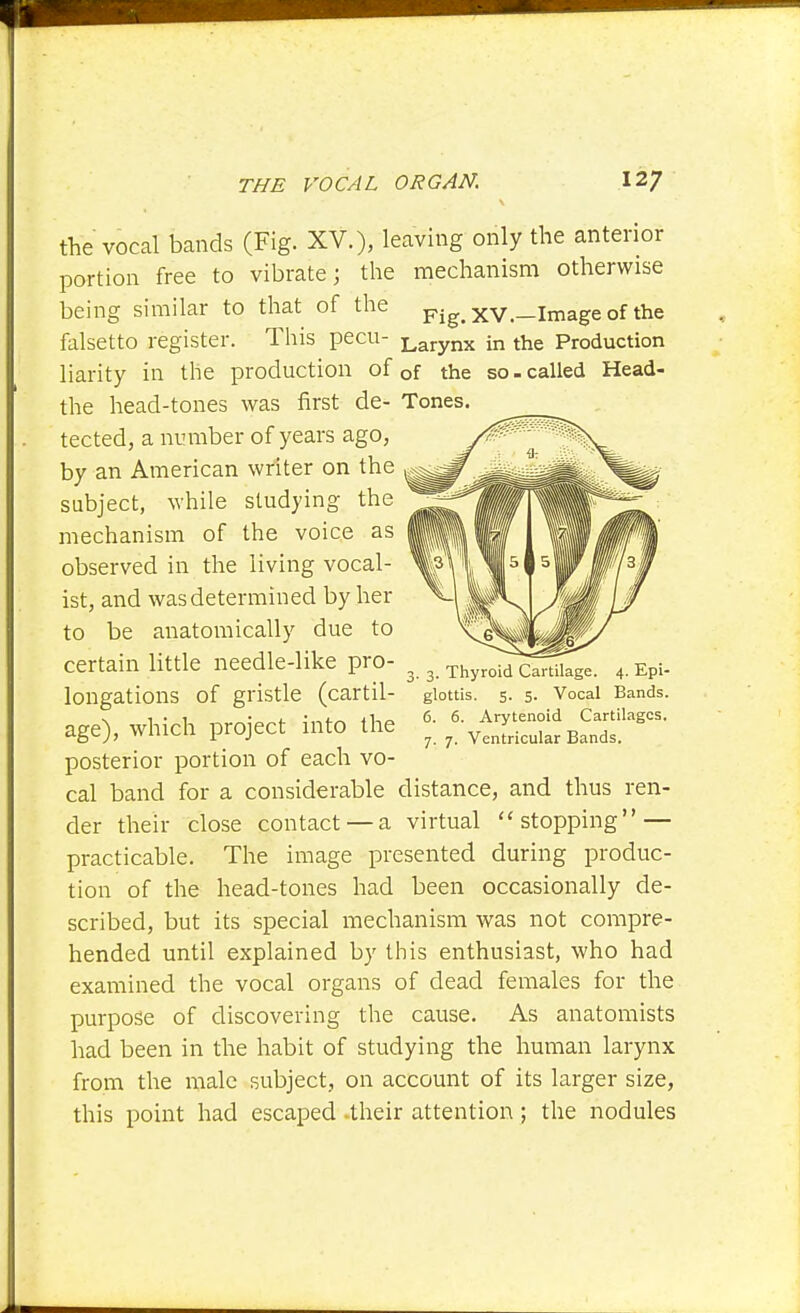 the vocal bands (Fig. XV.), leaving only the anterior portion free to vibrate; the mechanism otherwise being similar to that of the pig. XV.—Image of the falsetto register. This pecu- Larynx in the Production liarity in the production of of the so-called Head- the head-tones was first de- Tones, tected, a number of years ago, by an American writer on the subject, while studying the mechanism of the voice as observed in the living vocal- ist, and was determined by her to be anatomically due to certain little needle-like pro- longations of gristle (cartil- age), which project into the posterior portion of each vo- cal band for a considerable distance, and thus ren- der their close contact —a virtual stopping — practicable. The image presented during produc- tion of the head-tones had been occasionally de- scribed, but its special mechanism was not compre- hended until explained by this enthusiast, who had examined the vocal organs of dead females for the purpose of discovering the cause. As anatomists had been in the habit of studying the human larynx from the male subject, on account of its larger size, this point had escaped -their attention ; the nodules 3. Thyroid Cartilage. 4. Epi- glottis, s. 5. Vocal Bands. 6. 6. Arytenoid Cartilages. 7. 7. Ventricular Bands.