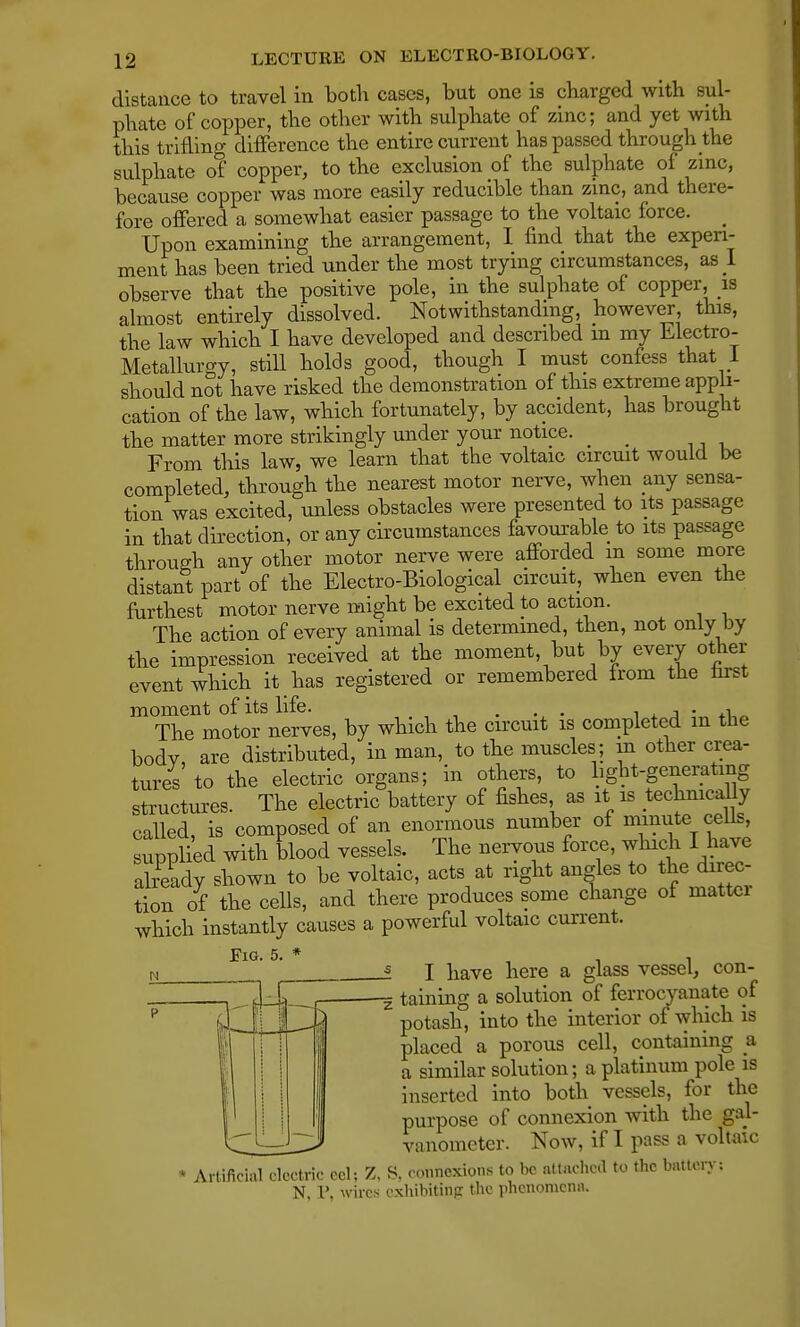 distance to travel in both cases, but one is charged with sul- phate of copper, the other with sulphate of zinc; and yet with this trifling difference the entire current has passed through the sulphate of copper, to the exclusion of the sulphate of zinc, because copper was more easily reducible than zinc, and there- fore offered a somewhat easier passage to the voltaic force. < Upon examining the arrangement, I find that the experi- ment has been tried under the most trying circumstances, as I observe that the positive pole, in the sulphate of copper, is almost entirely dissolved. Notwithstanding, however, this, the law which I have developed and described m my Electro- Metallurgy, still holds good, though I must confess that 1 should not have risked the demonstration of this extreme appli- cation of the law, which fortunately, by accident, has brought the matter more strikingly under your notice. _ From this law, we learn that the voltaic circuit would be completed, through the nearest motor nerve, when any sensa- tion was excited, unless obstacles were presented to its passage in that direction, or any circumstances favourable to its passage through any other motor nerve were afforded in some more distant part of the Electro-Biological circuit, when even the furthest motor nerve might be excited to action. The action of every animal is determined, then, not only by the impression received at the moment, but by every other event which it has registered or remembered from the nrst moment of its life. . , The motor nerves, by which the circuit is completed m the body, are distributed, in man, to the muscles; in other crea- tures to the electric organs; in others, to light-generating structures. The electric battery of fishes as it is technically called, is composed of an enormous number of minute cells, supplied with blood vessels. The nervous force, which I already shown to be voltaic, acts at right angles to the direc- tion of the cells, and there produces some change of matter which instantly causes a powerful voltaic current. Fig. 5. * . , I have here a glass vessel, con- s' taining a solution of ferrocyanate of potash, into the interior of which is placed a porous cell, containing a a similar solution; a platinum pole is inserted into both vessels, for the purpose of connexion with the gal- vanometer. Now, if I pass a voltaic Artificial electric eel; Z, S, connexions to be attached to the battery: N, P, wires exhibiting the phenomena.