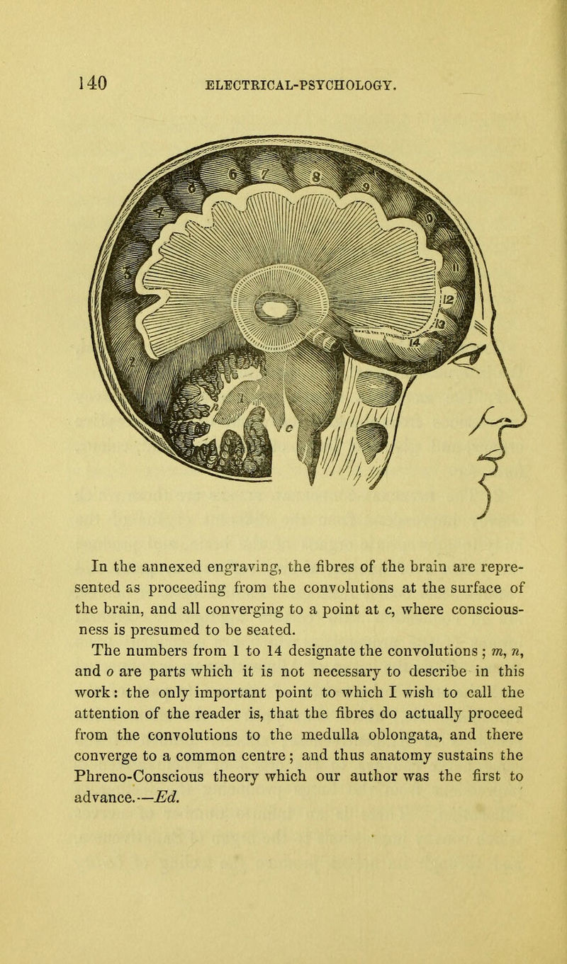 In the annexed engraving, the fibres of the brain are repre- sented as proceeding from the convolutions at the surface of the brain, and all converging to a point at c, where conscious- ness is presumed to be seated. The numbers from 1 to 14 designate the convolutions ; ?^, and o are parts which it is not necessary to describe in this work: the only important point to which I wish to call the attention of the reader is, that the fibres do actually proceed from the convolutions to the medulla oblongata, and there converge to a common centre; and thus anatomy sustains the Phreno-Conscious theory which our author was the first to advance.—Ed.