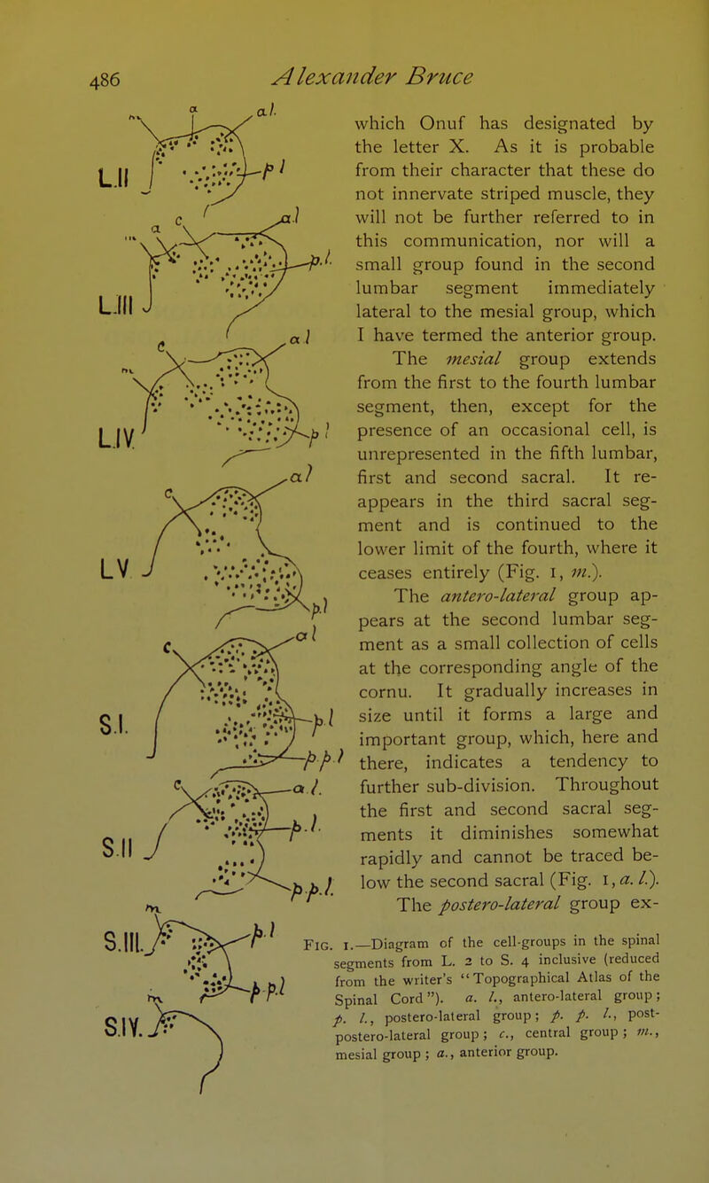 a I a) which Onuf has designated by the letter X. As it is probable from their character that these do not innervate striped muscle, they will not be further referred to in this communication, nor will a small group found in the second lumbar segment immediately lateral to the mesial group, which I have termed the anterior group. The mesial group extends from the first to the fourth lumbar segment, then, except for the presence of an occasional cell, is unrepresented in the fifth lumbar, first and second sacral. It re- appears in the third sacral seg- ment and is continued to the lower limit of the fourth, where it ceases entirely (Fig. i, m.). The antero-lateral group ap- pears at the second lumbar seg- ment as a small collection of cells at the corresponding angle of the cornu. It gradually increases in size until it forms a large and important group, which, here and there, indicates a tendency to further sub-division. Throughout the first and second sacral seg- ments it diminishes somewhat rapidly and cannot be traced be- low the second sacral (Fig. I,a. /.). The postero-lateral group ex- Fig. i.—Diagram of the cell-groups in the spinal from the writer's Topographical Atlas of the Spinal Cord). a. L, antero-lateral group; /., postero-lateral group; p. I., post- postero-lateral group; c, central group; m., mesial group ; a., anterior group. a >