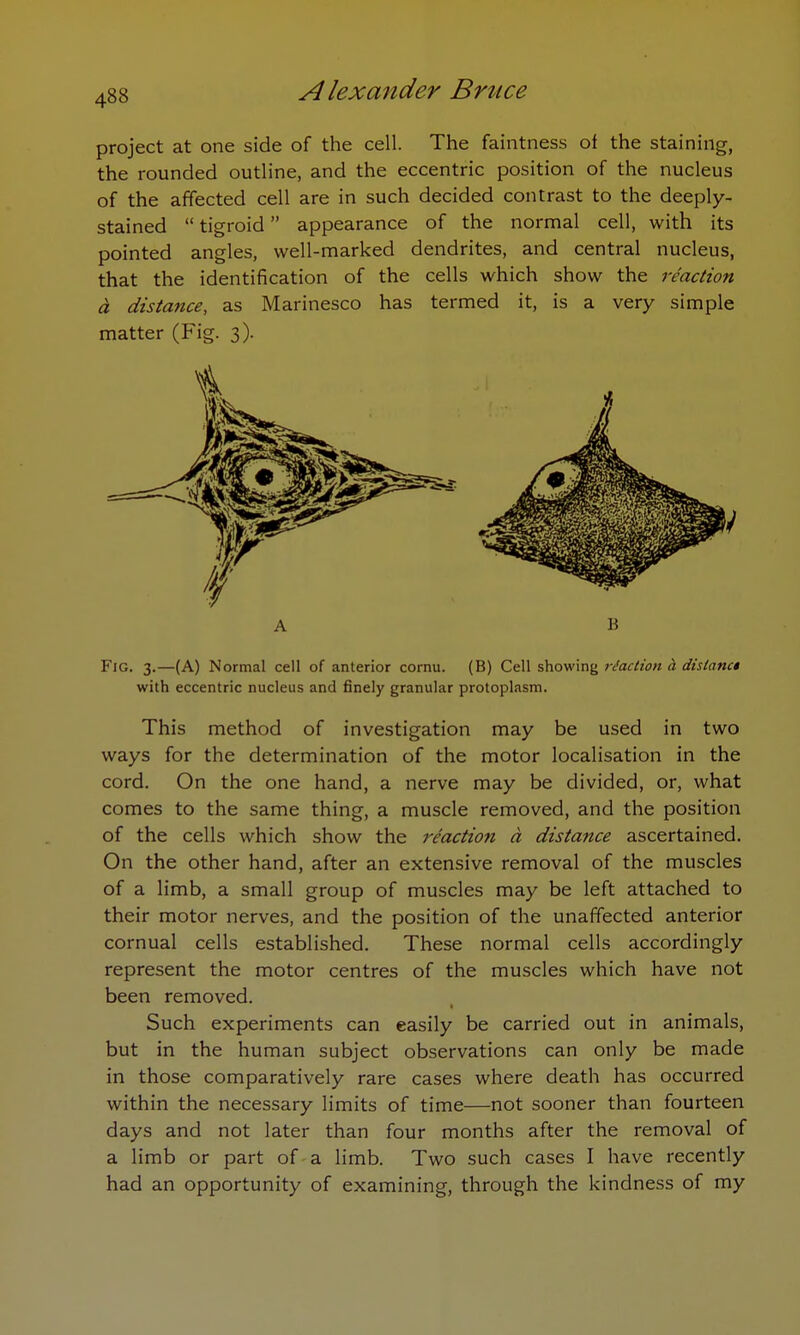 project at one side of the cell. The faintness of the staining, the rounded outline, and the eccentric position of the nucleus of the affected cell are in such decided contrast to the deeply- stained  tigroid appearance of the normal cell, with its pointed angles, well-marked dendrites, and central nucleus, that the identification of the cells which show the reaction a distance, as Marinesco has termed it, is a very simple matter (Fig. 3). A B Fig. 3.—(A) Normal cell of anterior cornu. (B) Cell showing reaction d distanc$ with eccentric nucleus and finely granular protoplasm. This method of investigation may be used in two ways for the determination of the motor localisation in the cord. On the one hand, a nerve may be divided, or, what comes to the same thing, a muscle removed, and the position of the cells which show the reaction a distance ascertained. On the other hand, after an extensive removal of the muscles of a limb, a small group of muscles may be left attached to their motor nerves, and the position of the unaffected anterior cornual cells established. These normal cells accordingly represent the motor centres of the muscles which have not been removed. Such experiments can easily be carried out in animals, but in the human subject observations can only be made in those comparatively rare cases where death has occurred within the necessary limits of time—not sooner than fourteen days and not later than four months after the removal of a limb or part of a limb. Two such cases I have recently had an opportunity of examining, through the kindness of my