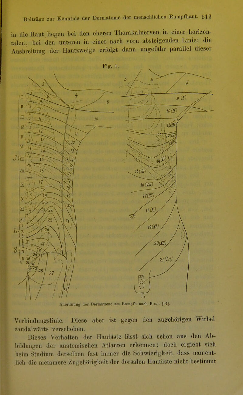 iu die Haut liegen bei den oberen Thorakalnerven in einer horizon- talen, hei den unteren in einer nach vorn absteigenden Linie; die Ausbreitung- der Hautzweige erfolgt dann ungefähr parallel dieser Anordnung der Oermatomo am Rumpfe nach Bouc [97]. Verbindungslinie. Diese aber ist gegen den zugehörigen Wirbel caudalwärts verschoben. Dieses Verhalten der Hautäste lässt sich schon aus den Ab- bildungen der anatomischen Atlanten erkennen; doch ergiebt sich beim Studium derselben fast immer die Schwierigkeit, dass nament- lich die metamere Zugehörigkeit der dorsalen llautäste nicht bestimmt