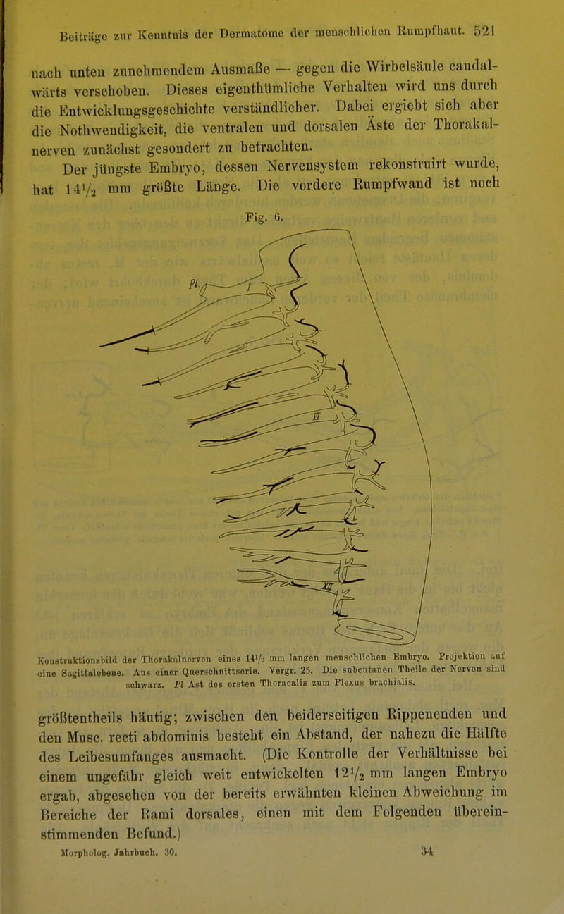 mich unten zunehmendem Ausmaße — gegen die Wirbelsäule caudal- wüits verschoben. Dieses eigentümliche Verhalten wird uns dureb die Entwicklungsgeschichte verständlicher. Dabei ergiebt sich aber die Nothwendigkeit, die ventralen und dorsalen Äste der Thorakal- nerven zunächst gesondert zu betrachten. Der jüngste Embryo, dessen Nervensystem rekonstruirt wurde, hat HV2 mm größte Länge. Die vordere Rumpfwand ist noch Fig. 6. Konstruktionsbild der Thorakalnerven eines 141/2 mm langen menschlichen Embryo. Projektion auf eine Sagittalobene. Ans einer Querschnittserie. Vergr. 25. Die subcutanen Theilo der Nerven sind schwarz. PI Ast des ersten Tlioracalis zum Plexus brachialis. größtentheils häutig; zwischen den beiderseitigen Rippen enden und den Muse, recti abdominis besteht ein Abstand, der nahezu die Hälfte des Leibesumfanges ausmacht. (Die Kontrolle der Verhältnisse bei einem ungefähr gleich weit entwickelten 12y2 mm langen Embryo ergab, abgesehen von der bereits erwähnten kleinen Abweichung im Bereiche der Rami dorsales, einen mit dem Folgenden Uberein- stimmenden Befund.) Murphulug. Jahrbuch. 30. 34