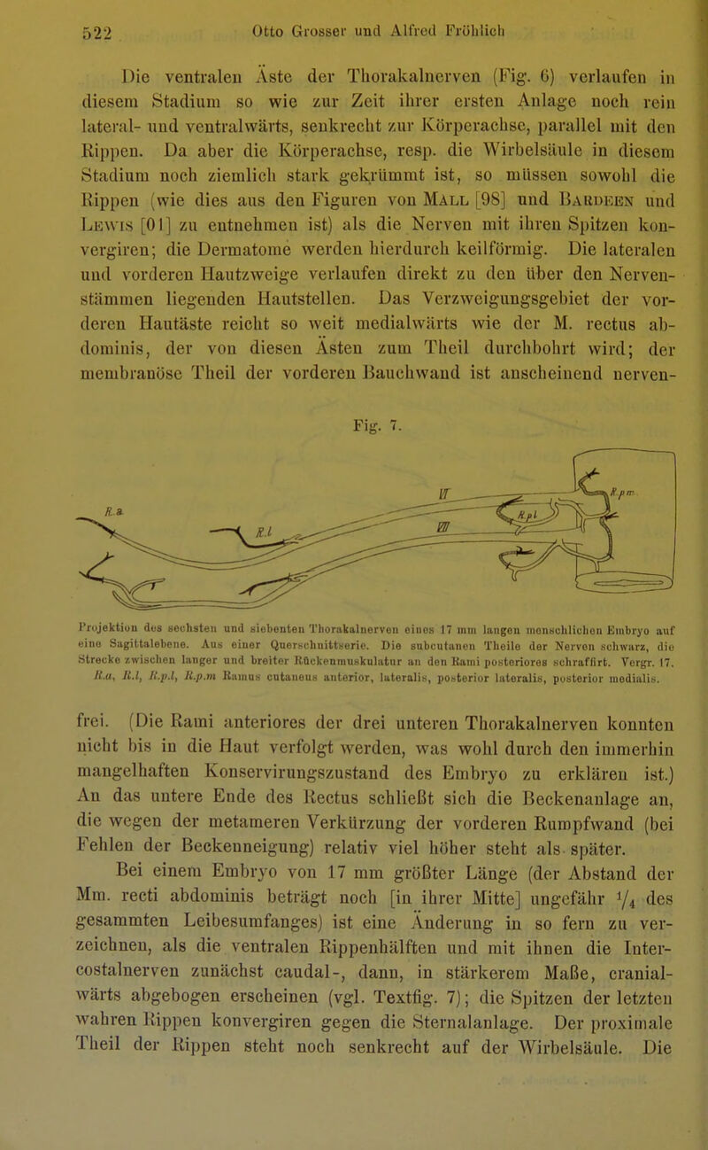 Die ventralen Äste der Thorakalnerven (Fig. 6) verlaufen in diesem Stadiuni so wie zur Zeit ihrer ersten Anlage noch rein lateral- und ventralwärts, senkrecht zur Körperachse, parallel mit den Kippen. Da aber die Körperachse, resp. die Wirbelsäule in diesem Studium noch ziemlich stark gekrümmt ist, so müssen sowohl die Rippen (wie dies aus den Figuren von Mall [98] und Baum.kx und Lewis [Ol] zu entnehmen ist) als die Nerven mit ihren Spitzen kon- vergiren; die Dermatome werden hierdurch keilförmig. Die lateralen und vorderen Hautzweige verlaufen direkt zu den über den Nerven- stämmen liegenden Hautstellen. Das Verzweigungsgebiet der vor- deren Hautäste reicht so weit medialwärts wie der M. rectus ab- dominis, der von diesen Asten zum Theil durchbohrt wird; der membranöse Theil der vorderen Bauchwand ist anscheinend nerven- Fig. 7. Projektion dos sechsten und siebenten Thorakalnervon einos 17 mm langen monschlichon Embryo auf eine Sagittalebene. Aus einer Querschnittserie. Die subcutanen Theile der Nerven schwarz, die Strecke zwischen langer und breiter Rückenmuskulatur an den Kami posteriores schraffirt. Vorgr. 17. li.a, RA, Jt.pA, R.p.m Bantus cutaneus anterior, lateralis, posterior lateralis, posterior medialis. frei. (Die Raini anteriores der drei unteren Thorakalnerven konnten nicht bis in die Haut verfolgt werden, was wohl durch den immerhin mangelhaften Konservirungszustand des Embryo zu erklären ist.) An das untere Ende des Rectus schließt sich die Beckenanlage an, die wegen der metameren Verkürzung der vorderen Rumpfwand (bei Fehlen der Beckenneigung) relativ viel höher steht als später. Bei einem Embryo von 17 mm größter Länge (der Abstand der Mm. recti abdominis beträgt noch [in ihrer Mitte] ungefähr y4 des gesammten Leibesumfanges) ist eine Änderung in so fern zu ver- zeichnen, als die ventralen Rippenhälften und mit ihnen die Inter- costalnerven zunächst caudal-, dann, in stärkerem Maße, cranial- wärts abgebogen erscheinen (vgl. Textfig. 7); die Spitzen der letzten wahren Rippen konvergiren gegen die Sternalanlage. Der proximale Theil der Rippen steht noch senkrecht auf der Wirbelsäule. Die