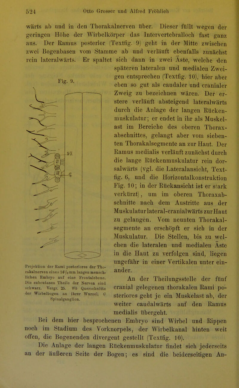 Fig. 9. wärts ab und in den Thorakalnerven Uber. Dieser füllt wegen der geringen Höhe der Wirbelkörper das Intervertebralloch fast ganz aus. Der Ramus posterior (Textfig. 9) geht in der Mitte zwischen zwei Bogenbasen vom Stamme ab und verläuft ebenfalls zunächst rein lateralwärts. Er spaltet sich dann in zwei Aste, welche den späteren lateralen und medialen Zwei- gen entsprechen (Textfig. 10), hier aber eben so gut als caudaler und cranialer Zweig zu bezeichnen wären. Der er- stere verläuft absteigend lateralwärts durch die Anlage der langen Rücken- muskulatur ; er endet in ihr als Muskel- ast im Bereiche des oberen Thorax- abschnittes, gelangt aber vom sieben- ten Thorakalsegmente an zur Haut. Der Ramus medialis verläuft zunächst durch die lange Rückenmuskulatur rein dor- salwärts (vgl. die Lateralansicht, Text- fig. 6, und die Horizontalkonstruktion Fig. 10; in der Rückansicht ist er stark verkürzt), um im oberen Thoraxab- schnitte nach dem Austritte aus der Muskulatur lateral-cranial wärts zur Haut zu gelangen. Vom neunten Thorakal- segmente an erschöpft er sich in der Muskulatur. Die Stellen, bis zu wel- chen die lateralen und medialen Aste in die Haut zu verfolgen sind, liegen ungefähr in einer Vertikalen unter ein- ander. An der Theilungsstelle der fünf cranial gelegenen thorakalen Rami po- steriores geht je ein Muskelast ab, der weiter caudalwärts auf den Ramus medialis übergeht. Bei dem liier besprochenen Embryo sind Wirbel und Rippen noch im Stadium des Vorknorpels, der Wirbelkanal hinten weit offen, die Bogenenden divergent gestellt (Textfig. 10). Die Anlage der langen Ruckenmuskulatur findet sich jederseits an der äußeren Seite der Bogen; es sind die beiderseitigen An- Projektion der Kami posteriores der Tho- rakalnerven eines 14l/2mm langen mensch- lichen Embryo auf eine Frontalebene. Die subcutanen Theile der Nerven sind schwarz. Vergr. 25. Wb Querschnitte der Wirbelbogen an ihrer Wurzel. G Spinalganglion.