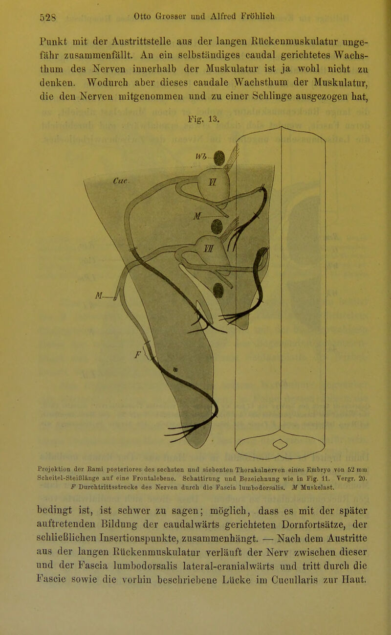 Punkt mit der Austrittstelle aus der langen Rückenmuskulatur unge- fähr zusammenfällt. An ein selbständiges caudal gerichtetes Wacks- thum des Nerven innerhalb der Muskulatur ist ja wohl nicht zu denken. Wodurch aber dieses caudale Wachsthum der Muskulatur, die den Nerven mitgenommen und zu einer Schlinge ausgezogen hat, Fig. 13. Projektion der Eami posteriores des sechsten und siebenten Thorakalnerven eines Embryo von 52 mm Scheitel-Steißlänge anf eine Frontalebene. Schattirung und Bezeichnung wie in Fig. 11. Vergr. 20. F Durchtrittsstrecke des Nerven durch die Fascia lumbodorsalis. M Muskelast. bedingt ist, ist schwer zu sagen; möglich, dass es mit der später auftretenden Bildung der caudalwärts gerichteten Dornfortsätze, der schließlichen Inseitionspunkte, zusammenhängt. — Nach dem Austritte aus der langen Rückenmuskulatur verläuft der Nerv zwischen dieser und der Fascia lumbodorsalis lateral-cranialwärts und tritt durch die Fascie sowie die vorhin beschriebene Lücke im Cucullaris zur Haut.