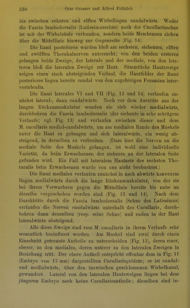 bis zwischen zehnten und elften Wirbelbogen caudalwärts. Weder die Fascia lumbodorsalis (Latissimussehne) noch die Cucullarissehne ist mit der Wirbelsäule verbunden, sondern beide Membranen ziehen über die Mittellinie hinweg zur Gegenseite (Fig. 14). Die Rami posteriores wurden bloß am sechsten, siebenten, elften und zwölften Thorakalnerven untersucht; von den beiden ersteren gelangen beide Zweige, der laterale und der mediale, von den letz- teren bloß die lateralen Zweige zur Haut. Sämmtliche Hautzweige zeigen einen stark absteigenden Verlauf, die Hautfelder der Kami posteriores liegen bereits caudal von den zugehörigen Foramina inter- vertebralia. Die Kami laterales VI und VII (Fig. 13 und 14) verlaufen zu- nächst lateral-, dann caudalwärts. Noch vor dem Austritte aus der langen Ruckenmuskulatur wenden sie sich wieder medialwärts, durchbohren die Fascia lumbodorsalis (der siebente in sehr schrägem Verlaufe; vgl. Fig. 13) und verlaufen zwischen dieser und dem M. cucullaris medial-caudalwärts, um am medialen Rande des Muskels unter die Haut zu gelangen und sich lateralwärts, ein wenig ab- steigend, in derselben zu verbreiten. (Dass hier die Nerven an die mediale Seite des Muskels gelangen, ist wohl eine individuelle Varietät, da beim Erwachsenen der siebente an der lateralen Seite gefunden wird. Ein Fall mit lateralem Hautaste des sechsten Tho- racalis beim Erwachsenen wurde von uns nicht beobachtet.) Die Rami mediales verlaufen zunächst in nach abwärts konvexem Bogen medialwärts durch die lange Ruckenmuskulatur, von der sie bei ihrem Vorwachsen gegen die Mittellinie bereits bis nahe an dieselbe vorgeschoben worden sind (Fig. 13 und 14). Nach dem Durchtritte durch die Fascia lumbodorsalis (Sehne des Latissimus) verlaufen die Nerven caudalwärts unterhalb des Cucullaris, durch- bohren dann denselben (resp. seine Sehne) und enden in der Haut lateralwärts absteigend. Alle diese Zweige sind vom M. cucullaris in ihrem Verlaufe sehr wesentlich beeinflusst worden. Am Muskel sind zwei durch einen Einschnitt getrennte Antheile zu unterscheiden (Fig. 13), deren einer, oberer, zu den medialen, deren unterer zu den lateralen Zweigen in Beziehung tritt. Der obere Antheil entspricht offenbar dem in Fig. 11 (Embryo von 17 mm) dargestellten Cucullarisgebiete; er ist caudal- und medialwärts, Uber den inzwischen geschlossenen Wirbelkanal, gewandert. Lateral von den lateralen Hautzweigen liegen bei dem jüngeren Embryo noch keine Cucullarisantheile; dieselben sind in-