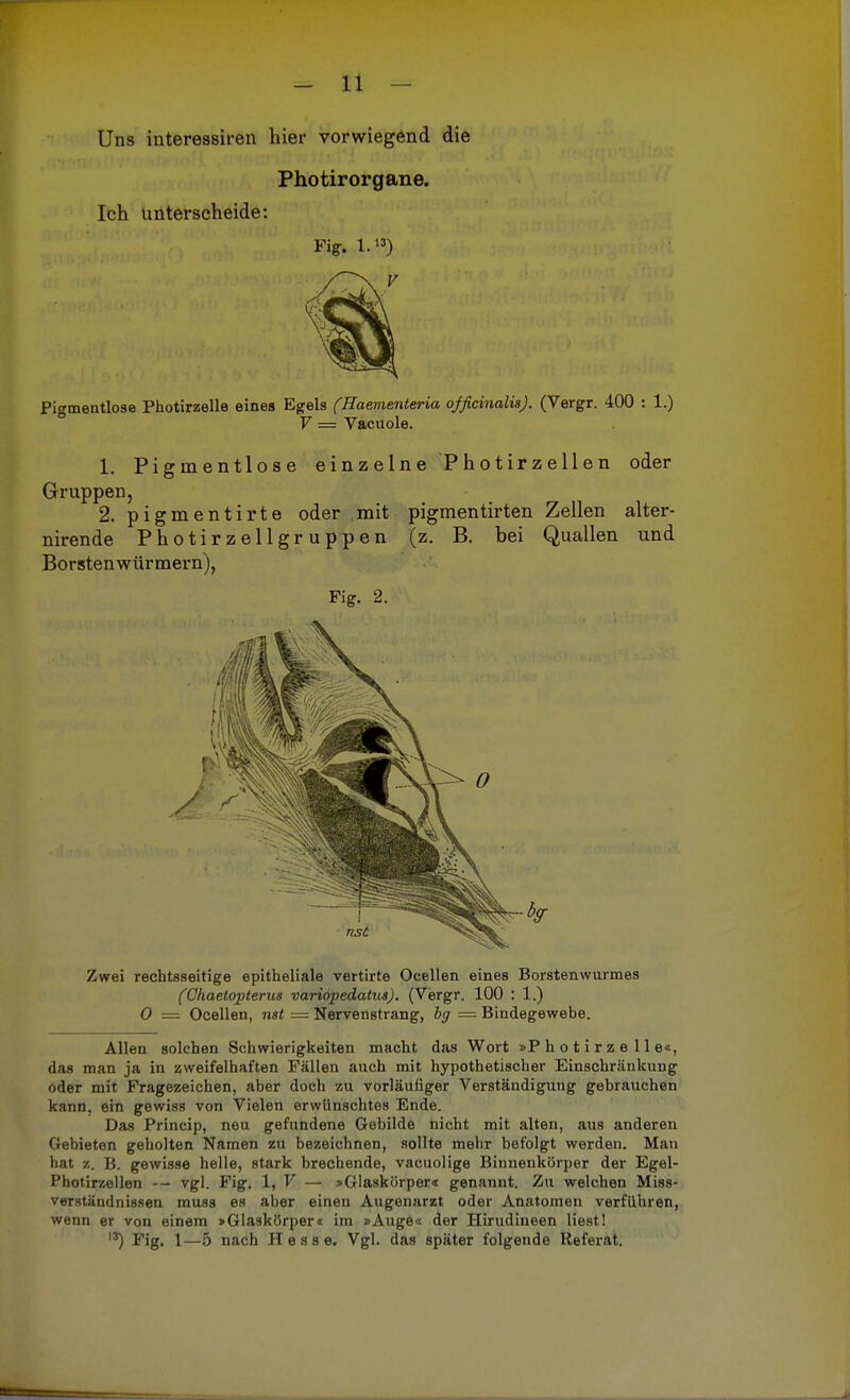 Uns interessiren hier vorwiegend die Photirorgane. Ich unterscheide: Fig. I..) Pigmentlose Photirzelle eines Egels (Eaementeria officinalis). (Vergr. 400 : 1.) V = Vacuole. 1. Pigrnentlose einzelne Photirzellen oder Gruppen, 2. pigmentirte oder mit pigmentirten Zellen alter- nirende Photir z e 11 gr up p en (z. B. bei Quallen und Borsten würmern), Fig. 2. Zwei rechtsseitige epitheliale vertirte Ocellen eines Borstenwurmes (Ghaetopterus variopedatus). (Vergr. 100 : 1.) 0 — Ocellen, nst = Nervenstrang, bg — Bindegewebe. Allen solchen Schwierigkeiten macht das Wort »Photirzelle«, das man ja in zweifelhaften Fällen auch mit hypothetischer Einschränkung oder mit Fragezeichen, aber doch zu vorläufiger Verständigung gebrauchen kann, ein gewiss von Vielen erwünschtes Ende. Das Princip, neu gefundene Gebilde nicht mit alten, aus anderen Gebieten geholten Namen zu bezeichnen, sollte mehr befolgt werden. Man hat B. gewisse helle, stark brechende, vacuolige Binnenkörper der Egel- Photirzellen -- vgl. Fig. 1, V — »Glaskörper« genannt. Zu welchen Miss- verständnissen muss es aber einen Augenarzt oder Anatomen verführen, wenn er von einem »Glaskörper« im »Auge« der Hirudineen liestl l3) Fig. 1—5 nach Hesse. Vgl. das später folgende Referat.