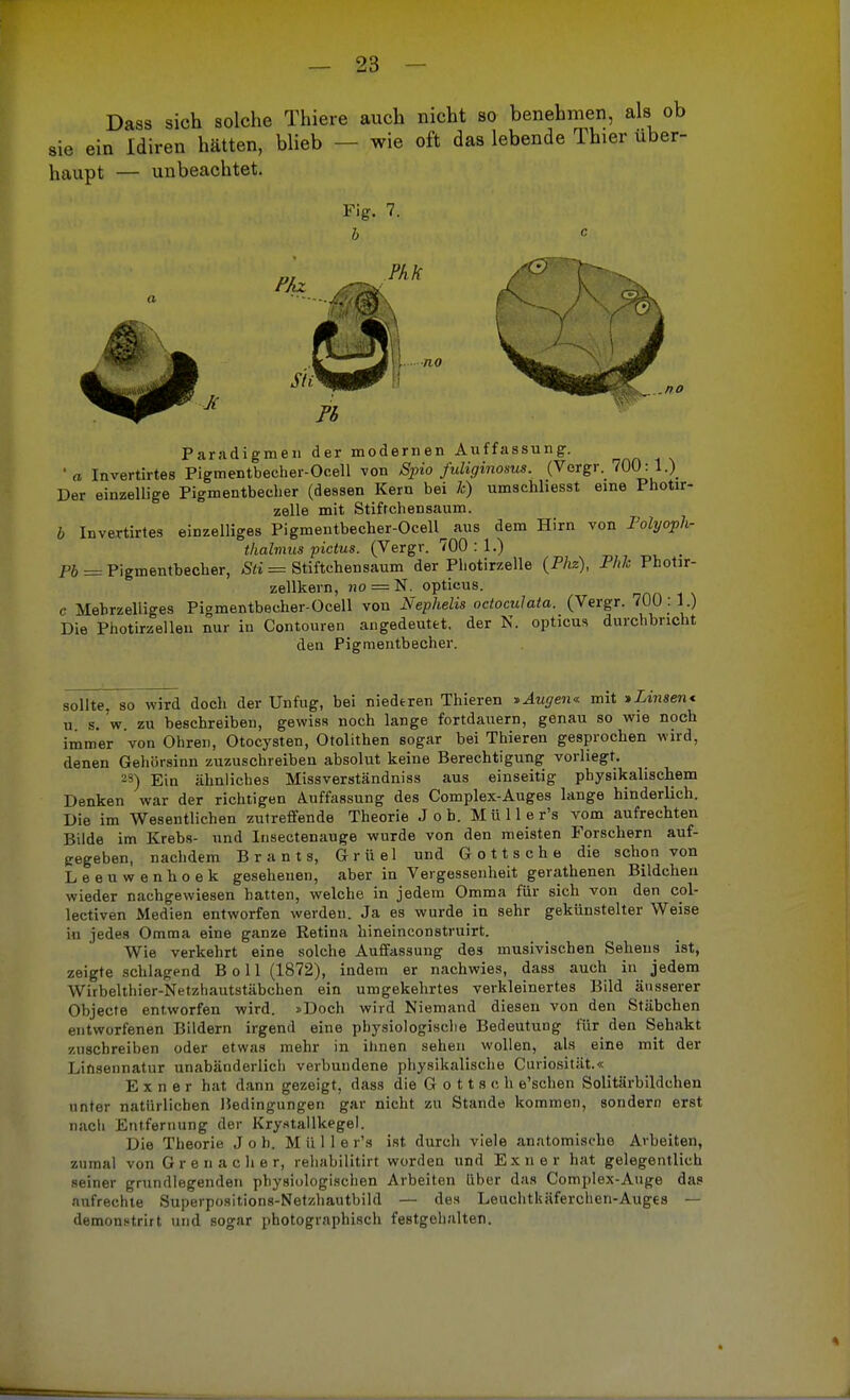 Dass sich solche Thiere auch nicht so benehmen, als ob sie ein Idiren hätten, blieb - - wie oft das lebende Thier über- haupt — unbeachtet. Fig. 7. b Phk Je ■ no .no Paradigmen der modernen Auffassung. ■ a Invertirtes Pigmentbecber-Ocell von Spio fuliginosus. (Vergr. 700:1.) Der einzellige Pigmentbecher (dessen Kern bei h) umschliesst eine Photir- zelle mit Stifrchensaum. b Invertirtes einzelliges Pigmentbecher-Ocell^ aus dem Hirn von Polyoph- thalmus pictus. (Vergr. 700 : 1.) Pb = Pigmentbecher, Sti = Stiftchensaum der Photirzelle (Phz), Phk Photir- zellkern, ?io = N. opticus. c Mehrzelliges Pigmentbecher-Ocell von Nephelis octoculata. (Vergr. 700:1.) Die Photirzellen nur in Contouren angedeutet, der N. opticus durchbricht den Pigmentbecher. sollte, so wird doch der Unfug, bei niederen Thieren »Augen«, mit >Lmsen< n s. w zu beschreiben, gewiss noch lange fortdauern, genau so wie noch immer von Ohren, Otocysten, Otolithen sogar bei Thieren gesprochen wird, denen Gehörsinn zuzuschreiben absolut keine Berechtigung vorliegt. 23) Ein ähnliches Missverständniss aus einseitig physikalischem Denken war der richtigen Auffassung des Complex-Auges lange hinderlich. Die im Wesentlichen zutreffende Theorie Job. Müller's vom aufrechten Bilde im Krebs- und Insectenauge wurde von den meisten Forschern auf- gegeben, nachdem B r a n t s, Griiel und Gottsche die schon von Leeuwenhoek gesehenen, aber in Vergessenheit gerathenen Bildchen wieder nachgewiesen hatten, welche in jedem Omma für sich von den col- lectiven Medien entworfen werden. Ja es wurde in sehr gekünstelter Weise in jedes Omma eine ganze Retina hineinconstruirt. Wie verkehrt eine solche Auffassung des musivischen Sehens ist, zeigte .schlafend Boll (1872), indem er nachwies, dass auch in jedem Wirbelthier-N' tzhautstäbchen ein umgekehrtes verkleinertes Bild äusserer Objecto entworfen wird. »Doch wird Niemand diesen von den Stäbchen entworfenen Bildern irgend eine physiologische Bedeutung für den Sehakt zuschreiben oder etwas mehr in ihnen sehen wollen, als eine mit der Linsennatur unabänderlich verbundene physikalische Curiosität.« E x n e r hat dann gezeigt, dass die G o 11 s o h e'schen Solitärbildchen unter natürlichen Bedingungen gar nicht zu Stande kommen, sondern erst nach Entfernung der Kryatallkegel. Die Theorie Joli. M ü 11 e r's ist durch viele anatomische Arbeiten, zumal von Grenadier, rehabilitirt worden und Exil er hat gelegentlich seiner grundlegenden physiologischen Arbeiten über das Complex-Auge das aufrechte Superpositions-Netzhautbild — des Leuchtkäferchen-Auges — demonetrirt und sogar photographisch festgehalten.