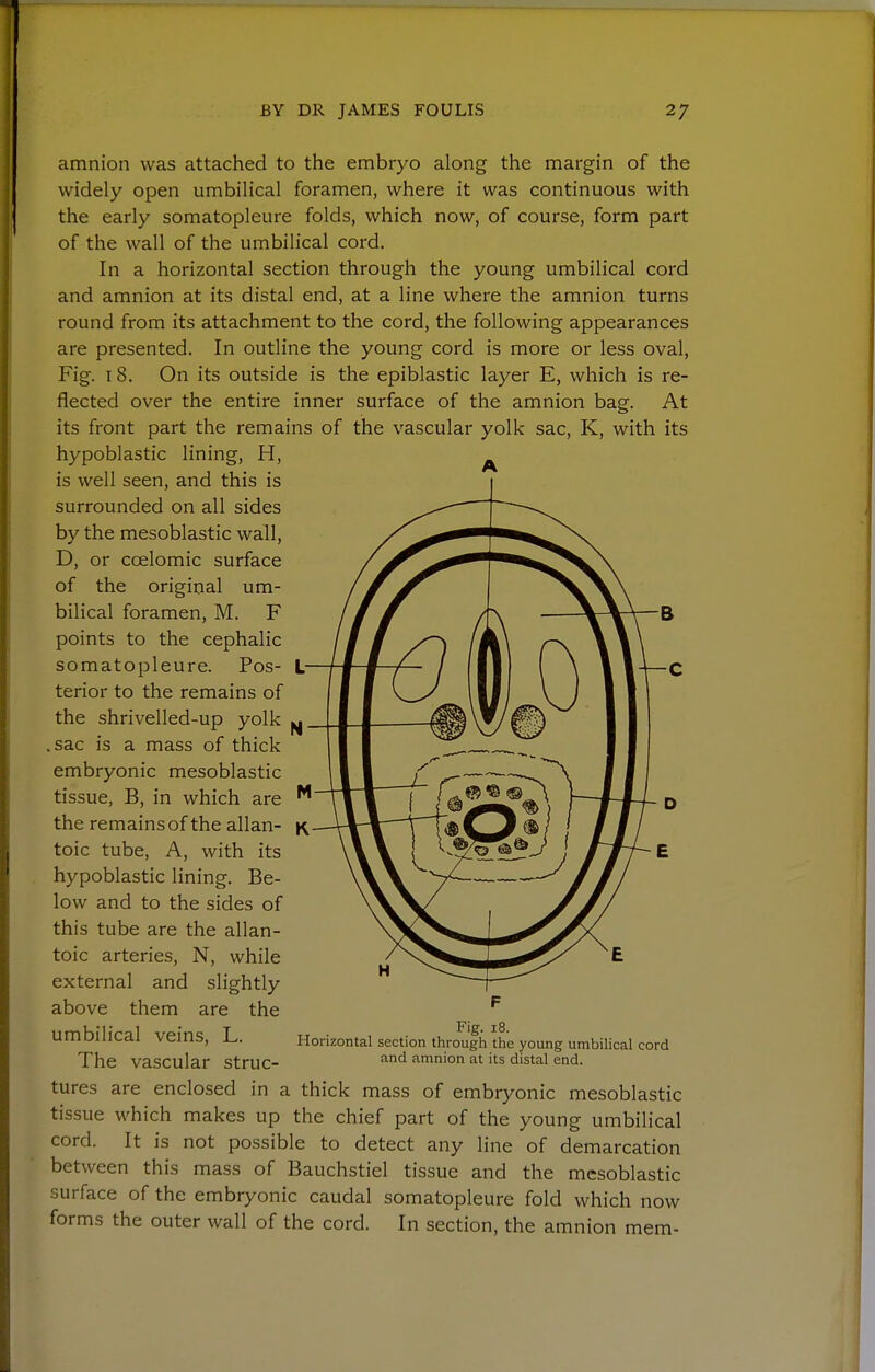 amnion was attached to the embryo along the margin of the widely open umbilical foramen, where it was continuous with the early somatopleure folds, which now, of course, form part of the wall of the umbilical cord. In a horizontal section through the young umbilical cord and amnion at its distal end, at a line where the amnion turns round from its attachment to the cord, the following appearances are presented. In outline the young cord is more or less oval. Fig. 18. On its outside is the epiblastic layer E, which is re- flected over the entire inner surface of the amnion bag. At its front part the remains of the vascular yolk sac, K, with its hypoblastic lining, H, is well seen, and this is surrounded on all sides by the mesoblastic wall, D, or coelomic surface of the original um- bilical foramen, M. F points to the cephalic somatopleure. Pos- L terior to the remains of the shrivelled-up yolk ^ .sac is a mass of thick embryonic mesoblastic tissue, B, in which are the remains of the allan- toic tube. A, with its hypoblastic lining. Be- low and to the sides of this tube are the allan- toic arteries, N, while external and slightly above them are the umbilical veins, L. The vascular struc- i—C Fig. 18. Horizontal section through the young umbilical cord and amnion at its distal end. tures are enclosed in a thick mass of embryonic mesoblastic tissue which makes up the chief part of the young umbilical cord. It is not possible to detect any line of demarcation between this mass of Bauchstiel tissue and the mesoblastic surface of the embryonic caudal somatopleure fold which now forms the outer wall of the cord. In section, the amnion mem-
