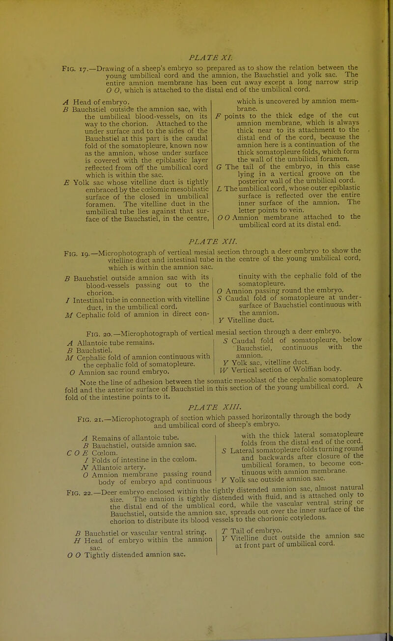 PL A TE XI. Fig. 17.—Drawing of a sheep's embryo so prepared as to show the relation between the young umbilical cord and the amnion, the Bauchstiel and yolk sac. The entire amnion membrane has been cut away except a long narrow strip O O, which is attached to the distal end of the umbilical cord. A Head of embryo. B Bauchstiel outside the amnion sac, with the umbilical blood-vessels, on its way to the chorion. Attached to the under surface and to the sides of the Bauchstiel at this part is the caudal fold of the somatopleure, known now as the amnion, whose under surface is covered with the epiblastic layer reflected from off the umbilical cord which is within the sac. E Yolk sac whose vitelline duct is tightly embraced by the coelomic mesoblastic surface of the closed in umbilical foramen. The vitelline duct in the umbilical tube lies against that sur- face of the Bauchstiel, in the centre, which is uncovered by amnion mem- brane. F points to the thick edge of the cut amnion membrane, which is always thick near to its attachment to the distal end of the cord, because the amnion here is a continuation of the thick somatopleure folds, which form the wall of the umbilical foramen. G The tail of the embryo, in this case lying in a vertical groove on the posterior wall of the umbilical cord. L The umbilical cord, whose outer epiblastic surface is reflected over the entire inner surface of the amnion. The letter points to vein. O O Amnion membrane attached to the umbilical cord at its distal end. PLATE XIL Fig. 19.—Microphotograph of vertical mesial vitelline duct and intestinal tube which is within the amnion sac. B Bauchstiel outside amnion sac with its blood-vessels passing out to the chorion. / Intestinal tube in connection with vitelline duct, in the umbilical cord. M Cephalic fold of amnion in direct con- section through a deer embryo to show the in the centre of the young umbilical cord, tinuity with the cephalic fold of the somatopleure. O Amnion passing round the embryo. 5 Caudal fold of somatopleure at under- surface of Bauchstiel continuous with the amnion. Y VitelUne duct. Fig. 20.—Microphotograph of vertical mesial section through a deer embryo. A Allantoic tube remains. B Bauchstiel. M Cephalic fold of amnion continuous with the cephalic fold of somatopleure. O Amnion sac round embryo. of somatopleure, below continuous with the S Caudal fold Bauchstiel, amnion. Y Yolk sac, vitelline duct. W Vertical section of Wolffian body Note the hne of adhesion between the somatic mesoblast of the cephalic somatopleure fold and the anterior surface of Bauchstiel in this section of the young umbilical cord. A fold of the intestine points to it. PLATE XIU. Fig 21 —Microphotograph of section which passed horizontally through the body and umbihcal cord of sheep's embryo. A Remains of allantoic tube. B Bauchstiel, outside amnion sac. C O E Coelom. / Folds of intestine in the coelom. N Allantoic artery. O Amnion membrane passing round body of embryo and continuous with the thick lateral somatopleure folds from the distal end of the cord. Lateral somatopleure folds turning round and backwards after closure of the umbilical foramen, to become con- tinuous with anmion membrane. Yolk sac outside amnion sac. Fig. 22.-Deer embryo enclosed within the tightly distended amnion sac, almost natuial size. The amnion is tightly distended with fluid, and is ^ached only to the distal end of the umblical cord, while the vascular vent al stnng or Bauchstiel, outside the amnion sac, spreads out over the inner suiface of the chorion to distribute its blood vessels to the chorionic cotyledons. B Bauchstiel or vascular ventral string. H Head of embryo within the amnion sac. O O Tightly distended amnion sac. T Tail of embryo. Y Vitelline duct outside the amnion at front part of umbilical cord.