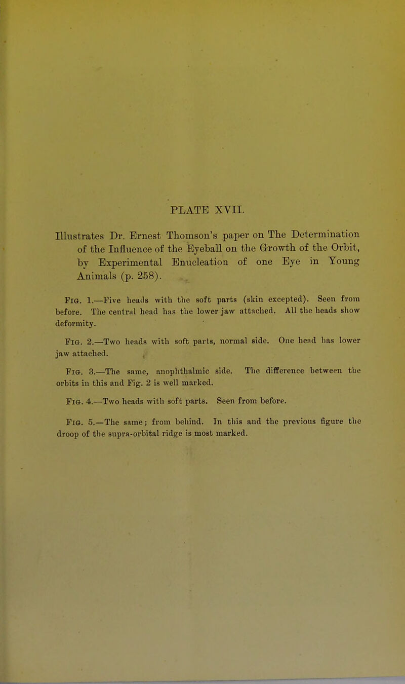 Illustrates Dr. Ernest Thomson's paper on The Determination of the Influence of the Eyeball on the Growth of the Orbit, by Experimental Enucleation of one Eye in Young Animals (p. 258). Fig. l.—Five heads with the soft parts (skin excepted). Seen from before. The central head has the lower jaw attached. All the heads show deformity. Fig. 2.—Two heads with soft parts, normal side. One head has lower jaw attached. Fig. 3.—The same, anophthalmic side. The difference between the orbits in this and Fig. 2 is well marked. FlG. 4.—Two heads with soft parts. Seen from before. Fig. 5.—The same; from behind. In this and the previous figure the droop of the supra-orbital ridge is most marked.