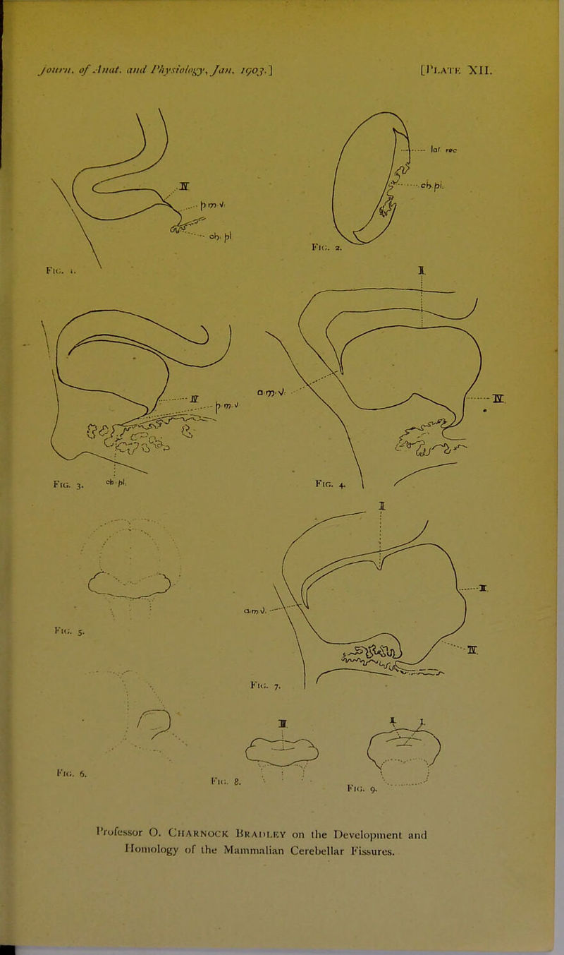 Professor 0. CHARNOCK BRADLEY on the Development and