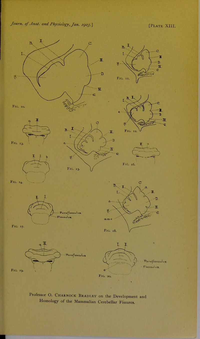 Joum. of Aitat. and Physiology, Jan. igoj.] Fig. 20. Professor O. Charnock Bradley on the Development and