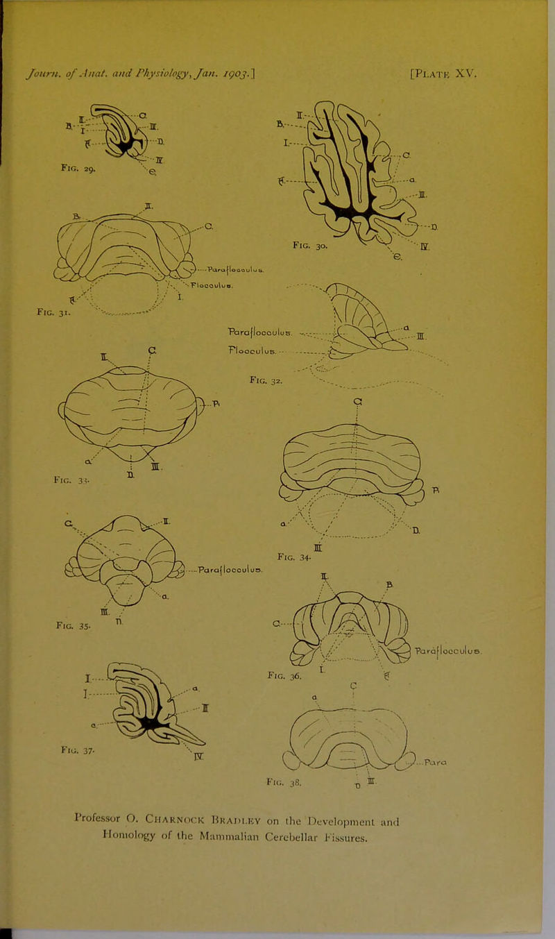 OS. Professor O. Charnock BRADLEY on the Development and