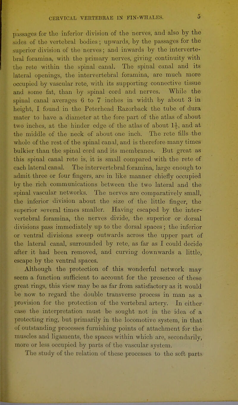 passages for the inferior division of the nerves, and also by the sides of the vertebral bodies; upwards, by the passages for the superior division of the nerves; and inwards by the interverte- bral foramina, with the primary nerves, giving continuity with the rete within the spinal canal. The spinal canal and its lateral openings, the intervertebral foramina, are much more occupied by vascular rete, with its supporting connective tissue and some fat, than by spinal cord and nerves. While the spinal canal averages 6 to 7 inches in width by about 3 in height, I found in the Peterhead Razorback the tube of dura mater to have a diameter at the fore part of the atlas of about two inches, at the hinder edge of the atlas of about 1^, and at the middle of the neck of about one inch. The rete fills the whole of the rest of the spinal canal, and is therefore many times bulkier than the spinal cord and its membranes. But great as this spinal canal rete is, it is small compared with the rete of each lateral canal. The intervertebral foramina, large enough to admit three or four fingers, are in like manner chiefly occupied by the rich communications between the two lateral and the spinal vascular networks. The nerves are comparatively small, the inferior division about the size of the little finger, the superior several times smaller. Having escaped by the inter- vertebral foramina, the nerves divide, the superior or dorsal divisions pass immediately up to the dorsal spaces; the inferior or ventral divisions sweep outwards across the upper part of the lateral canal, surrounded by rete, as far as I could decide after it had been removed, and curving downwards a little, escape by the ventral spaces. Although the protection of this wonderful network may seem a function sufficient to account for the presence of these great rings, this view may be as far from satisfactory as it would be now to regard the double transverse process in man as a provision for the protection of the vertebral artery. In either case the interpretation must be sought not in the idea of a protecting ring, but primarily in the locomotive system, in that of outstanding processes furnishing points of attachment for the muscles and ligaments, the spaces within which are, secondarily, more or less occupied by parts of the vascular system. The study of the relation of these processes to the soft parts